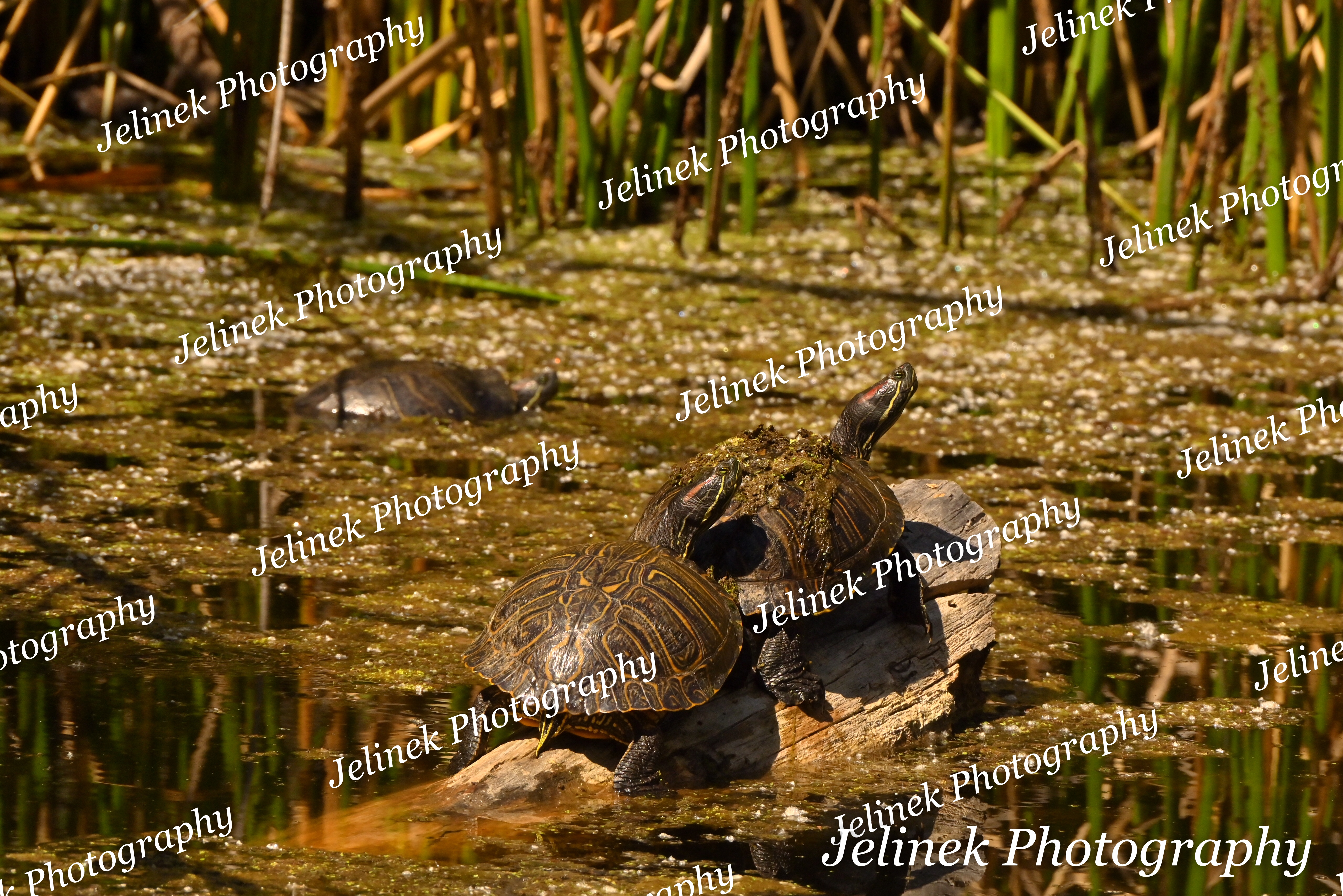 Red-Eared Slider #3