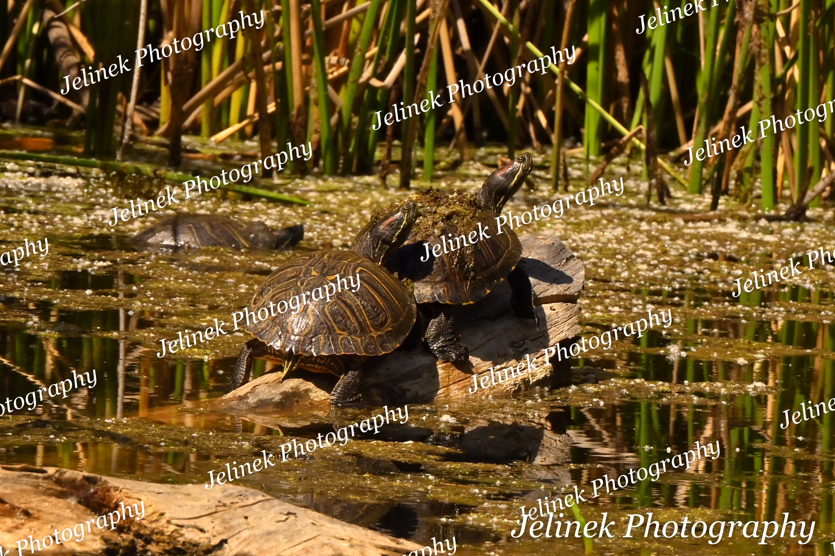Red-Eared Slider #2