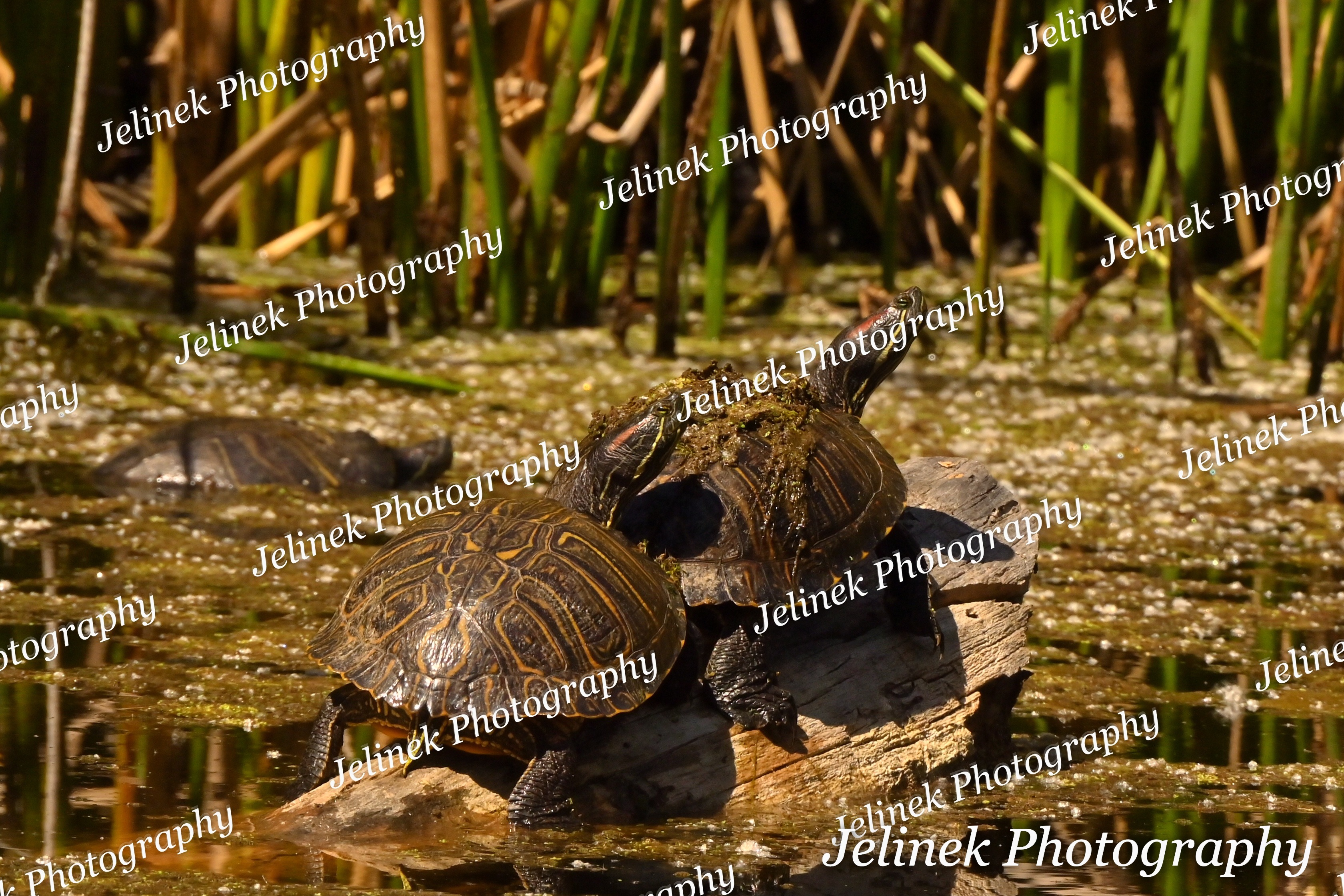 Red-Eared Slider #4
