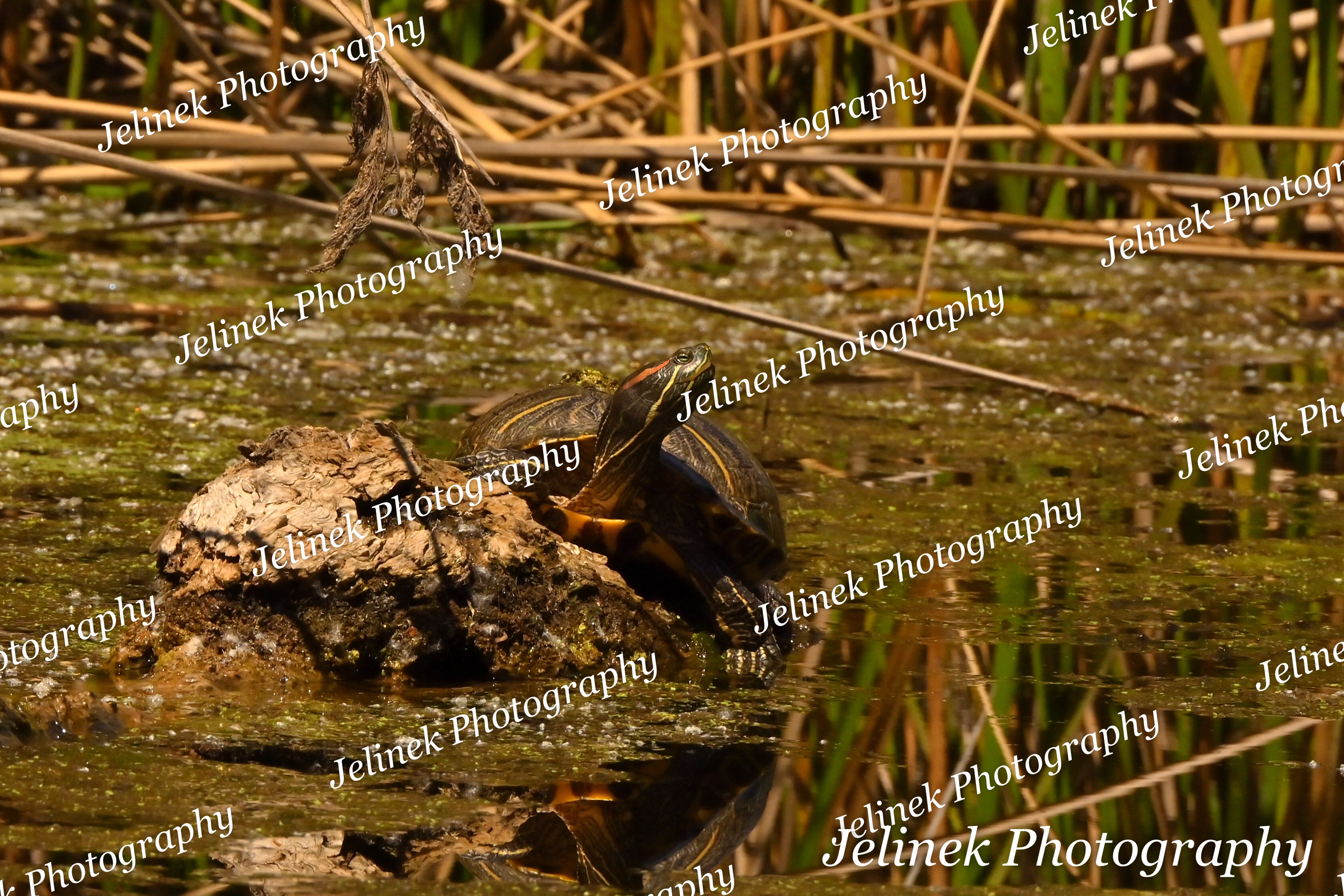 Red-Eared Slider #1