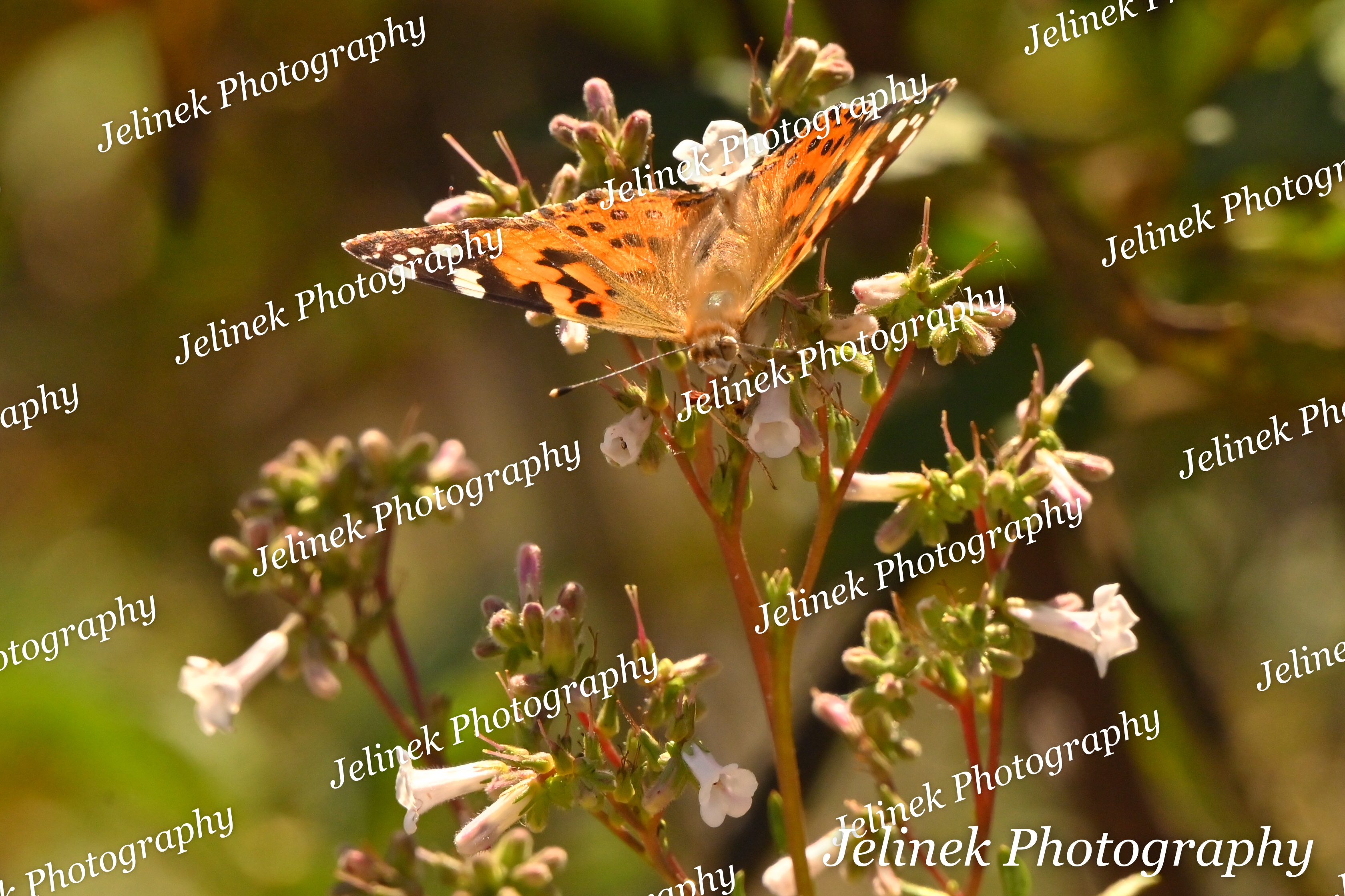 Painted Lady #2