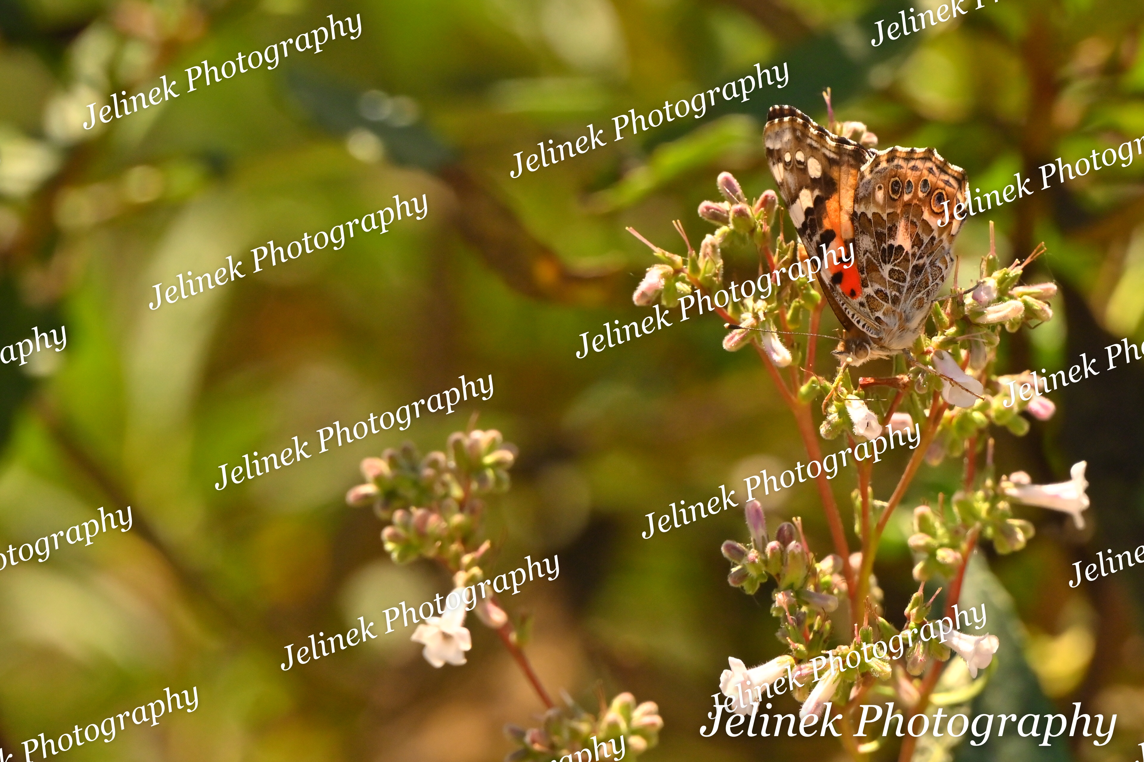 Painted Lady #1