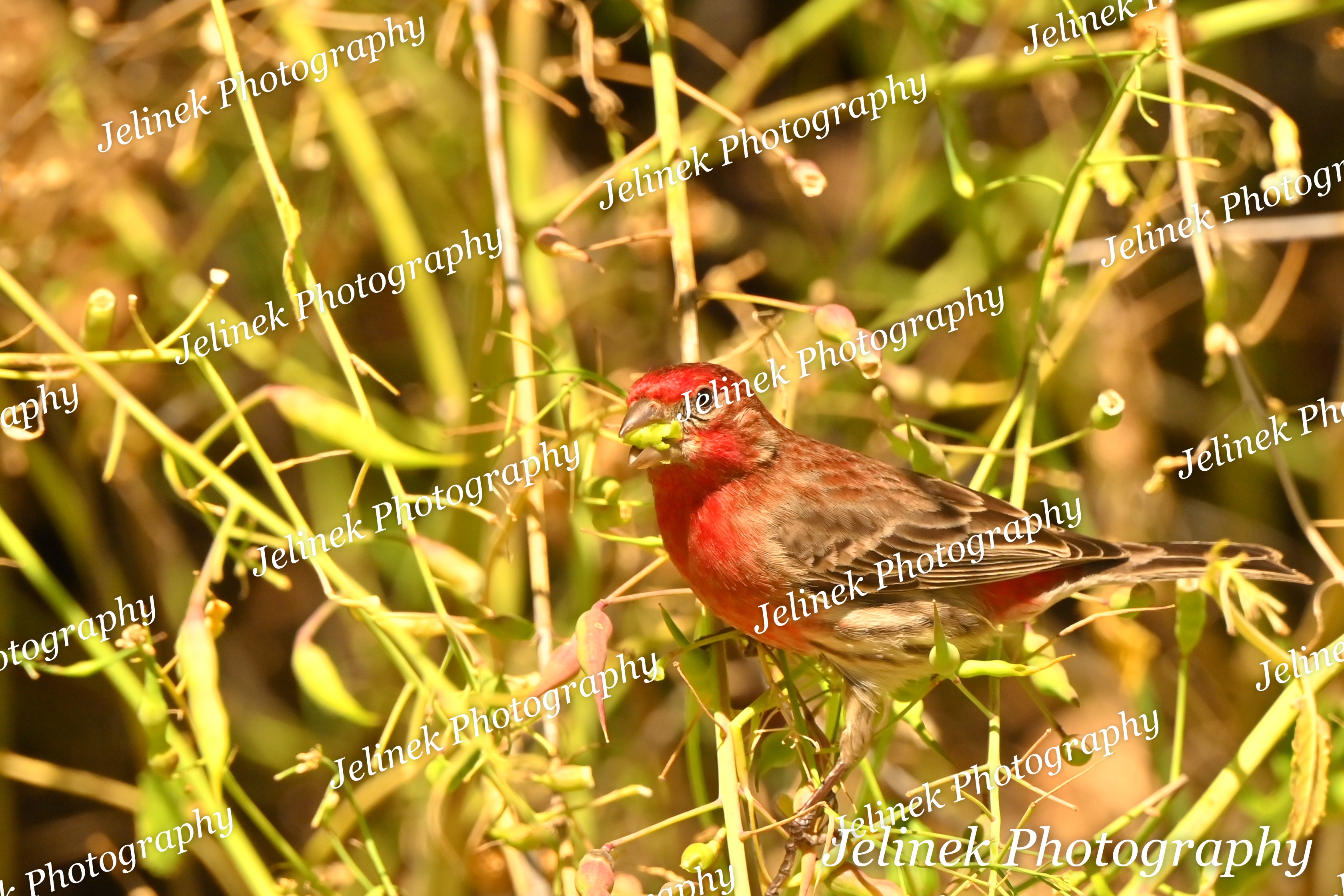 House Finch #2