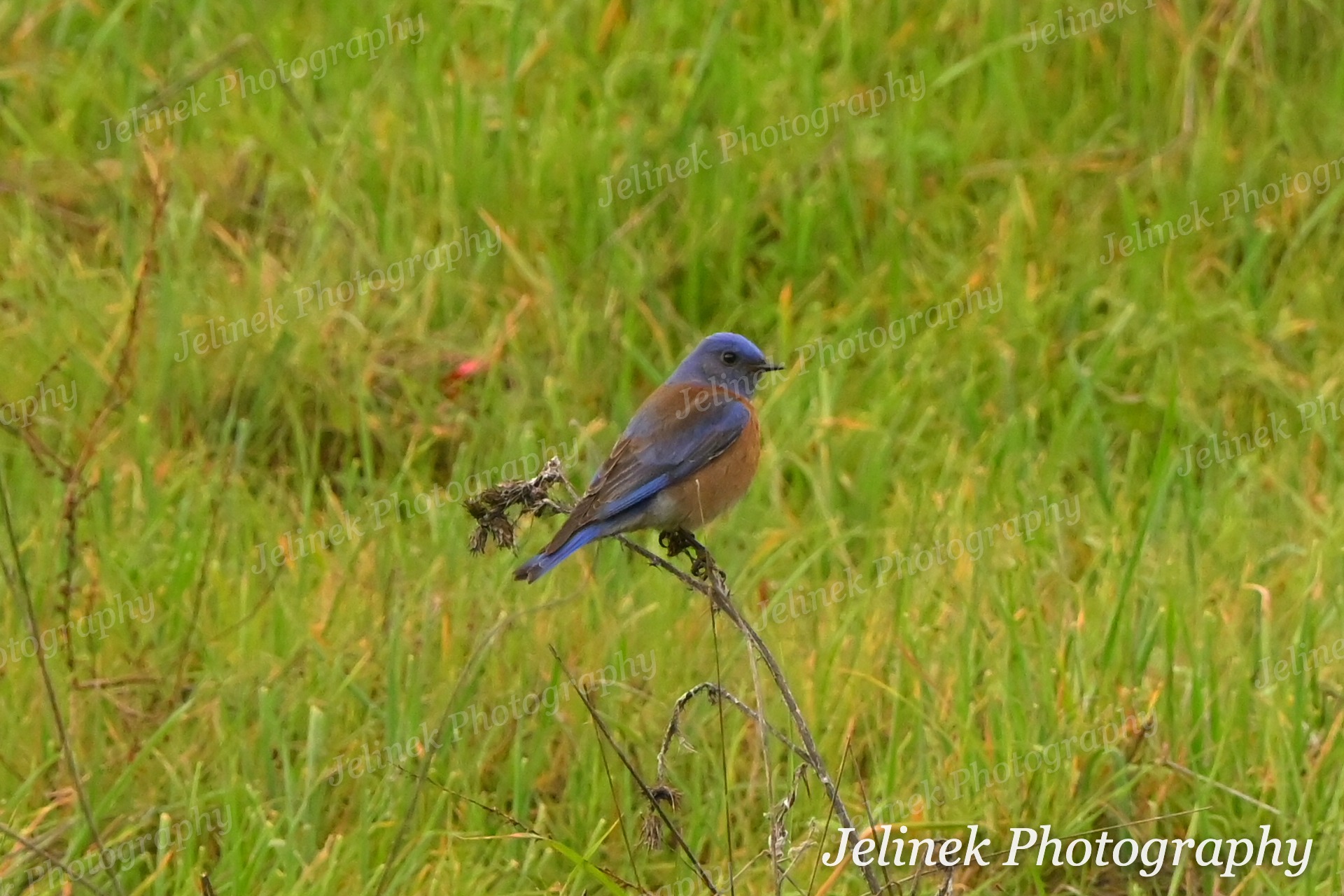 Western Bluebird #5