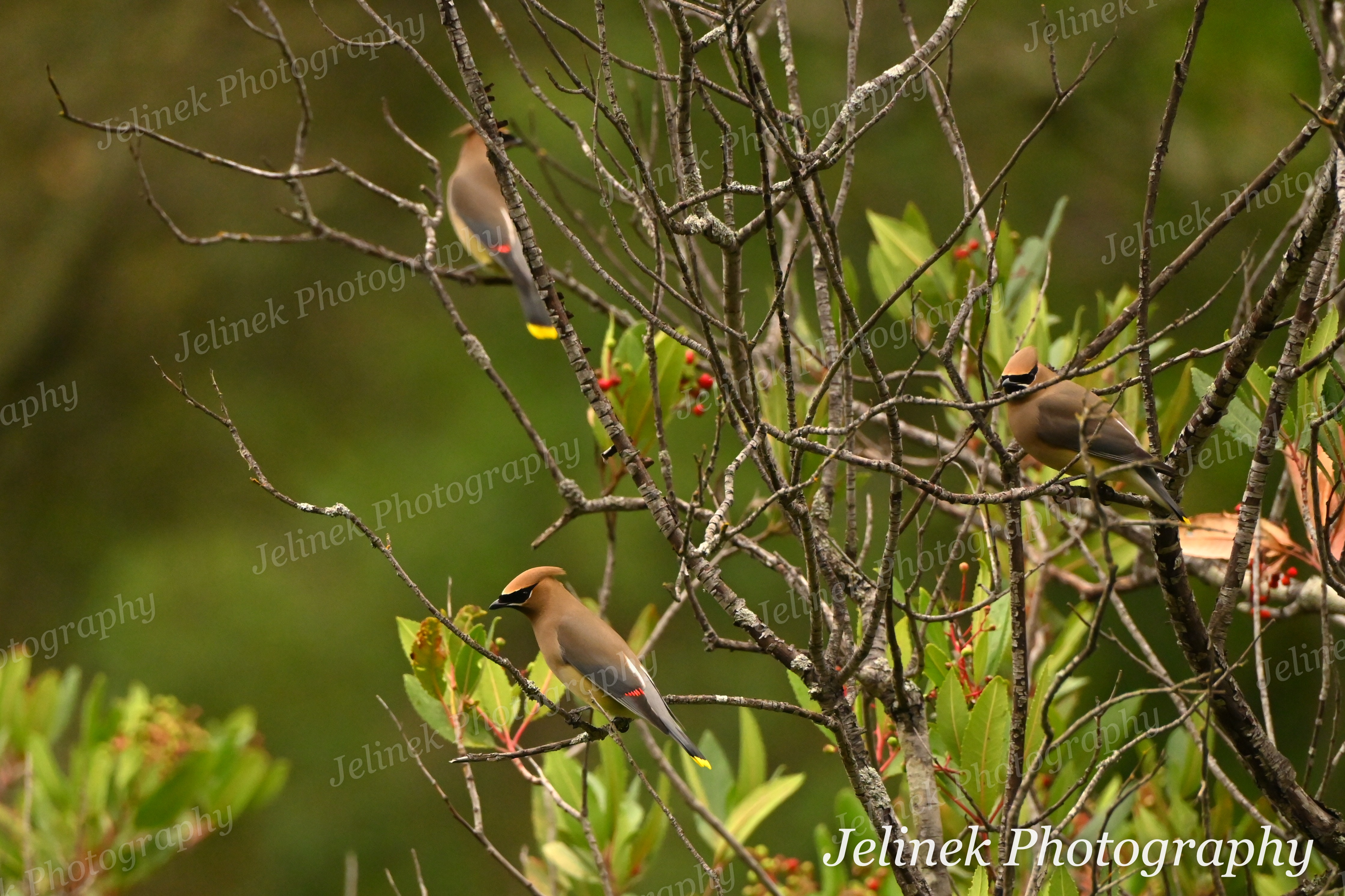 Cedar Waxwing #2