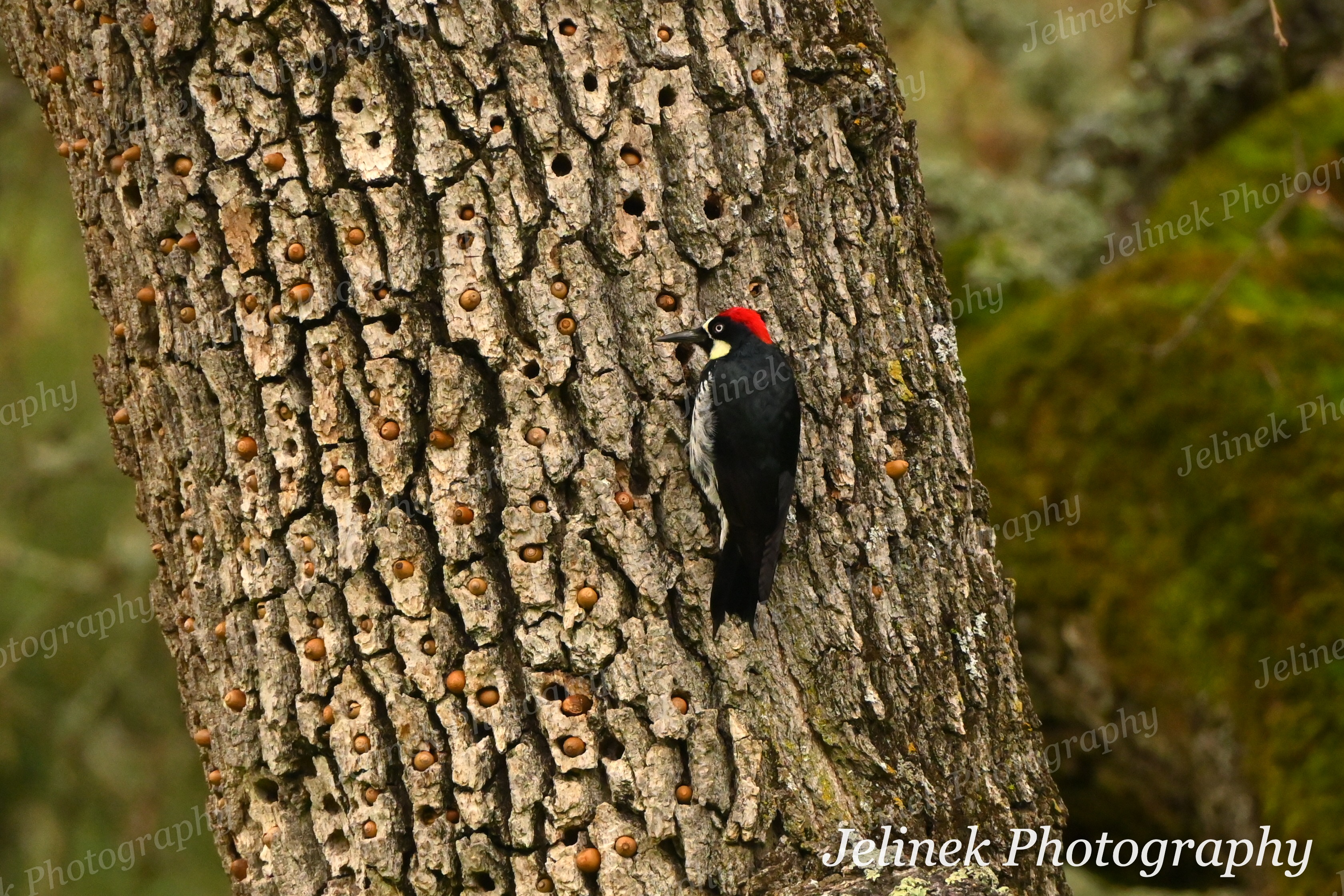 Acorn Woodpecker #2