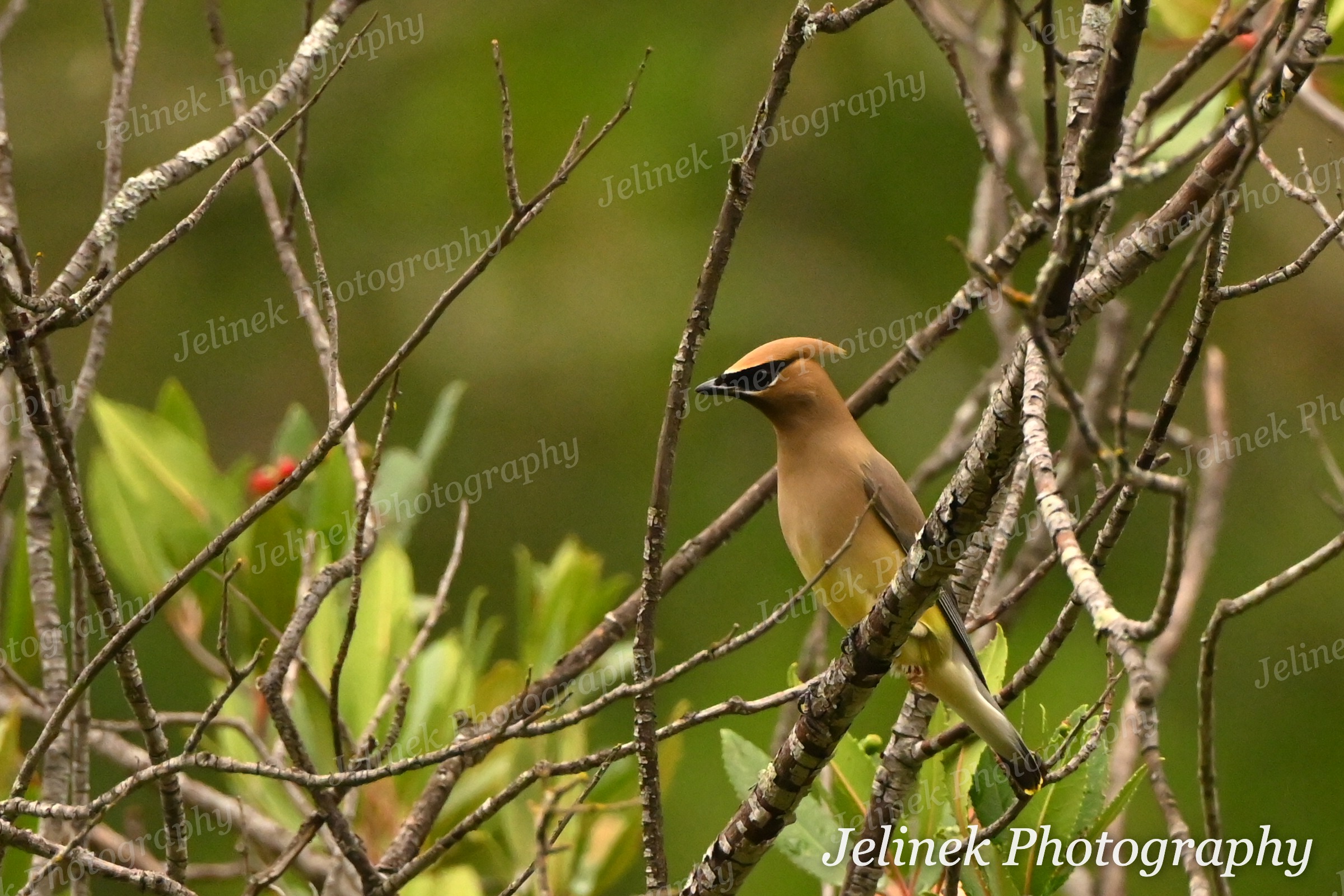 Cedar Waxwing #1