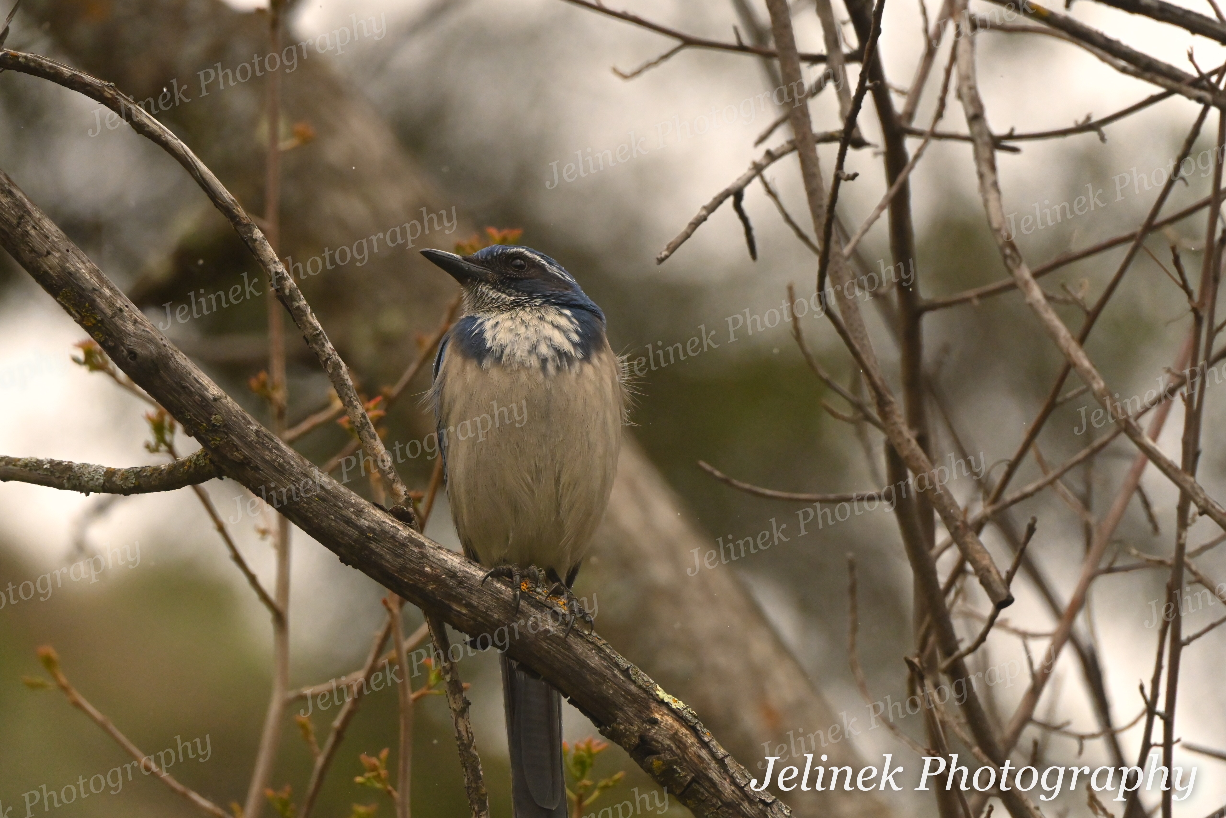 Jays