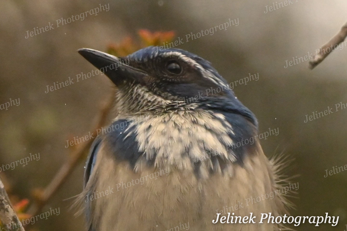 California Scrub Jay #2