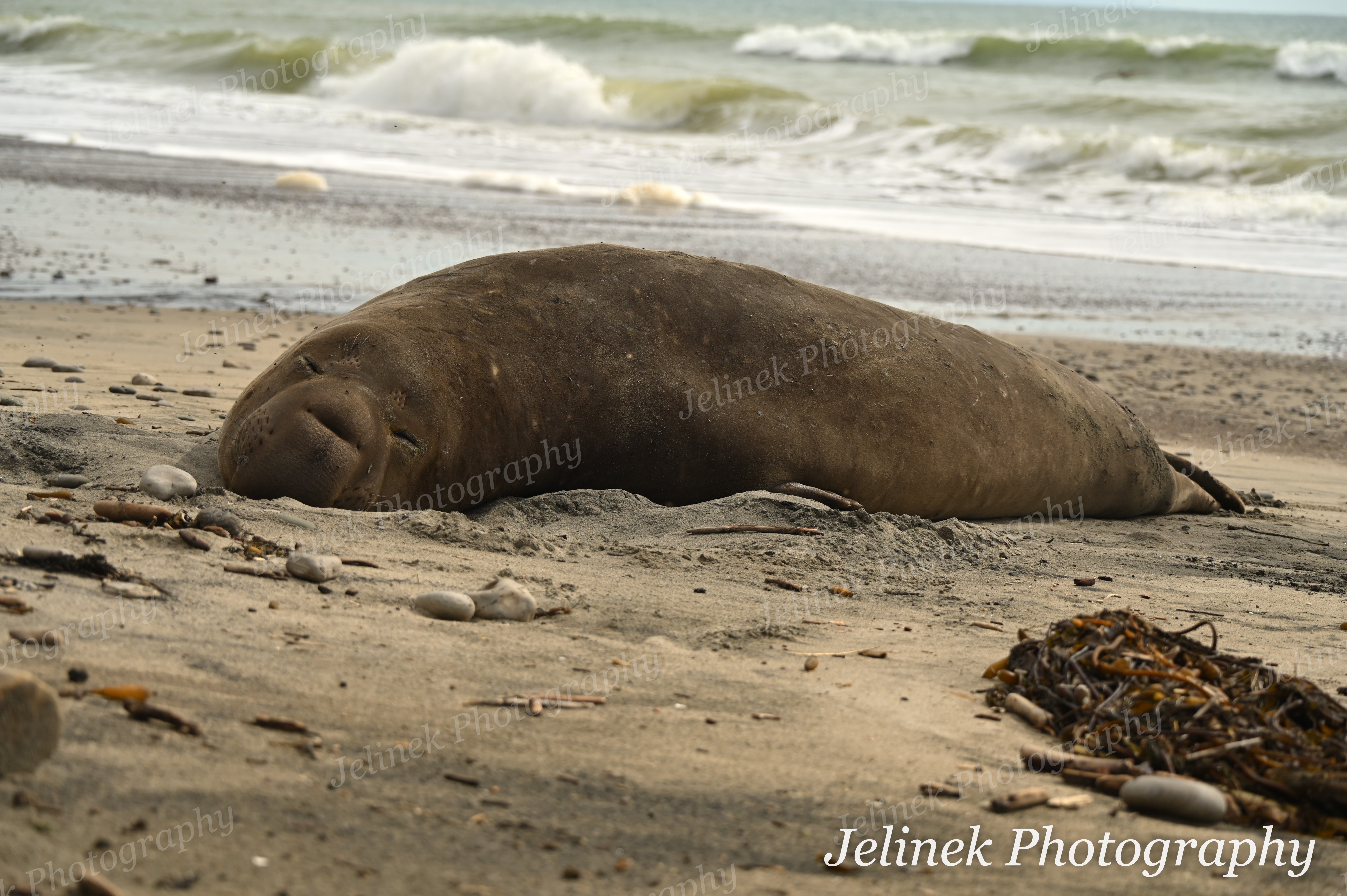 Elephant Seal #14