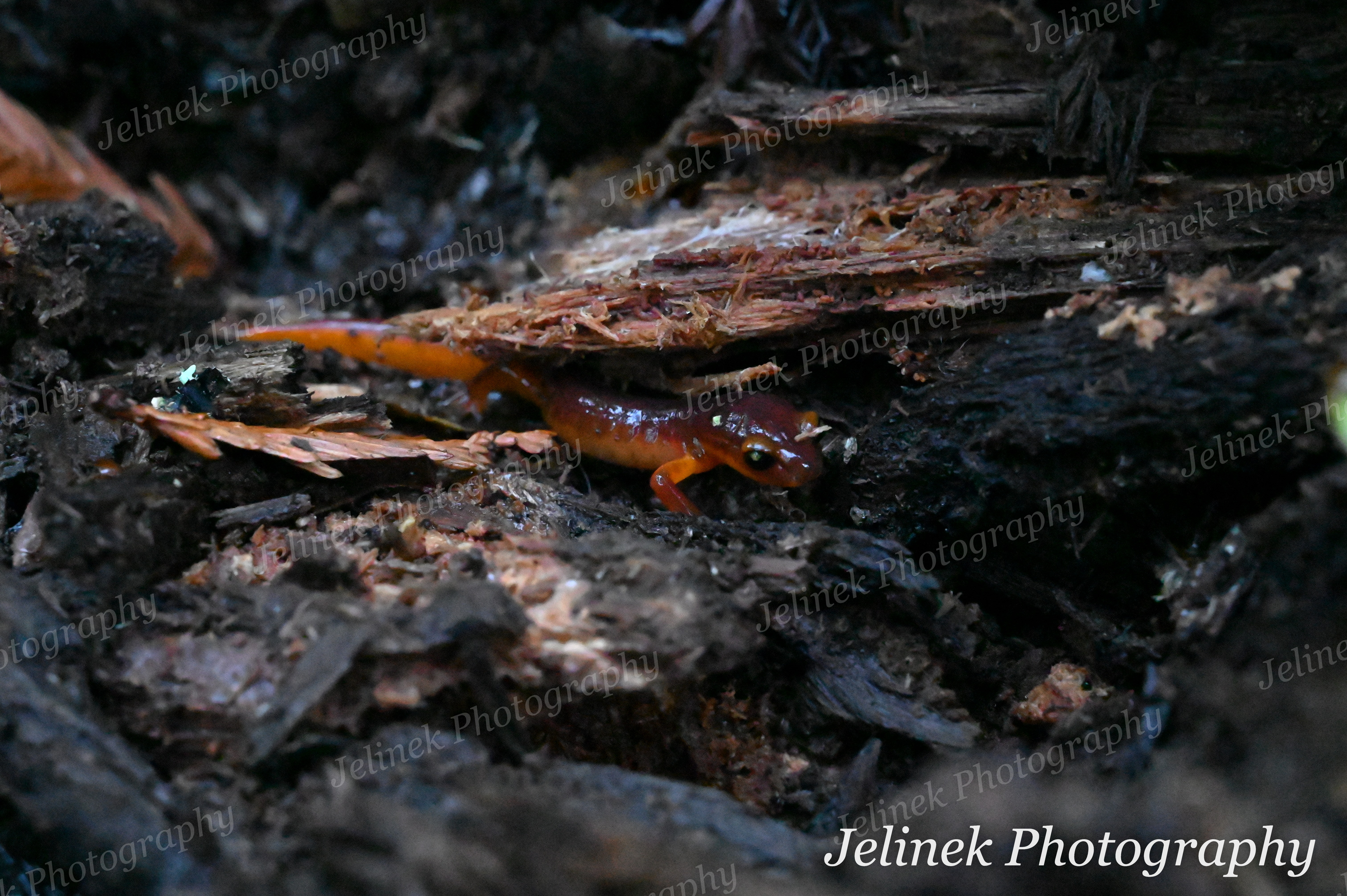 Yellow Eyed Ensatina #2