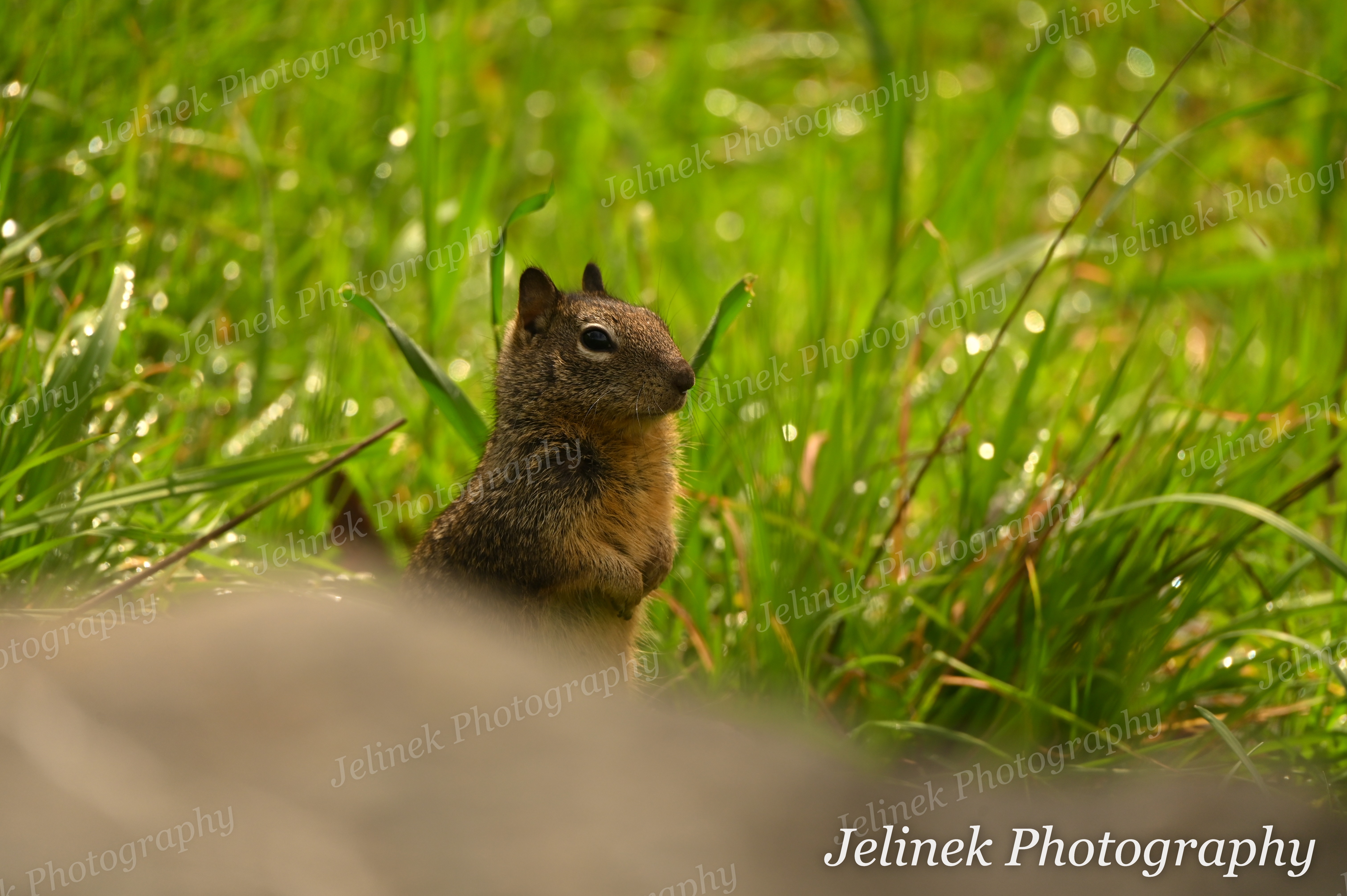 California Ground Squirrel #7