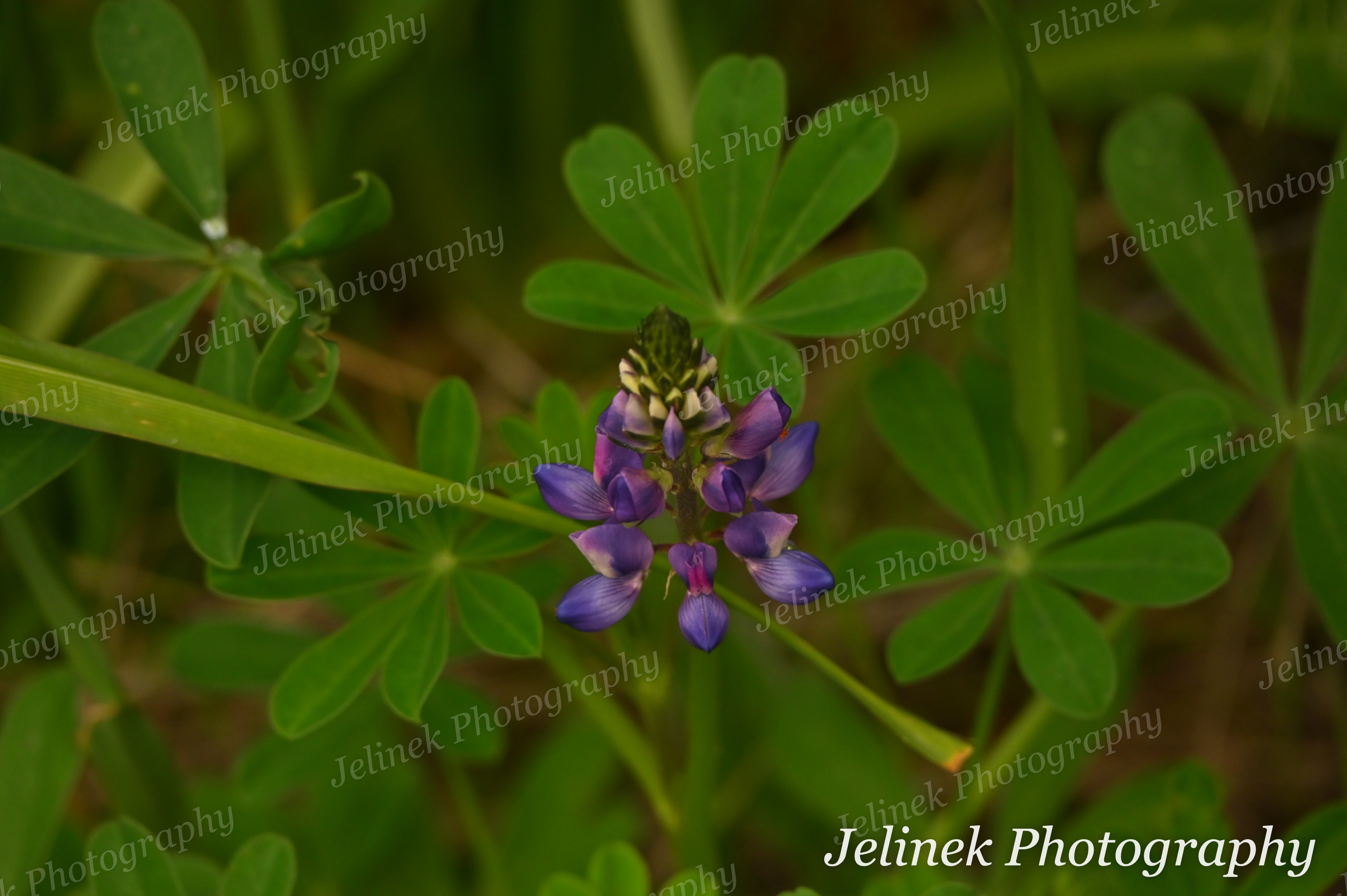 Flower # - Arroyo Lupine