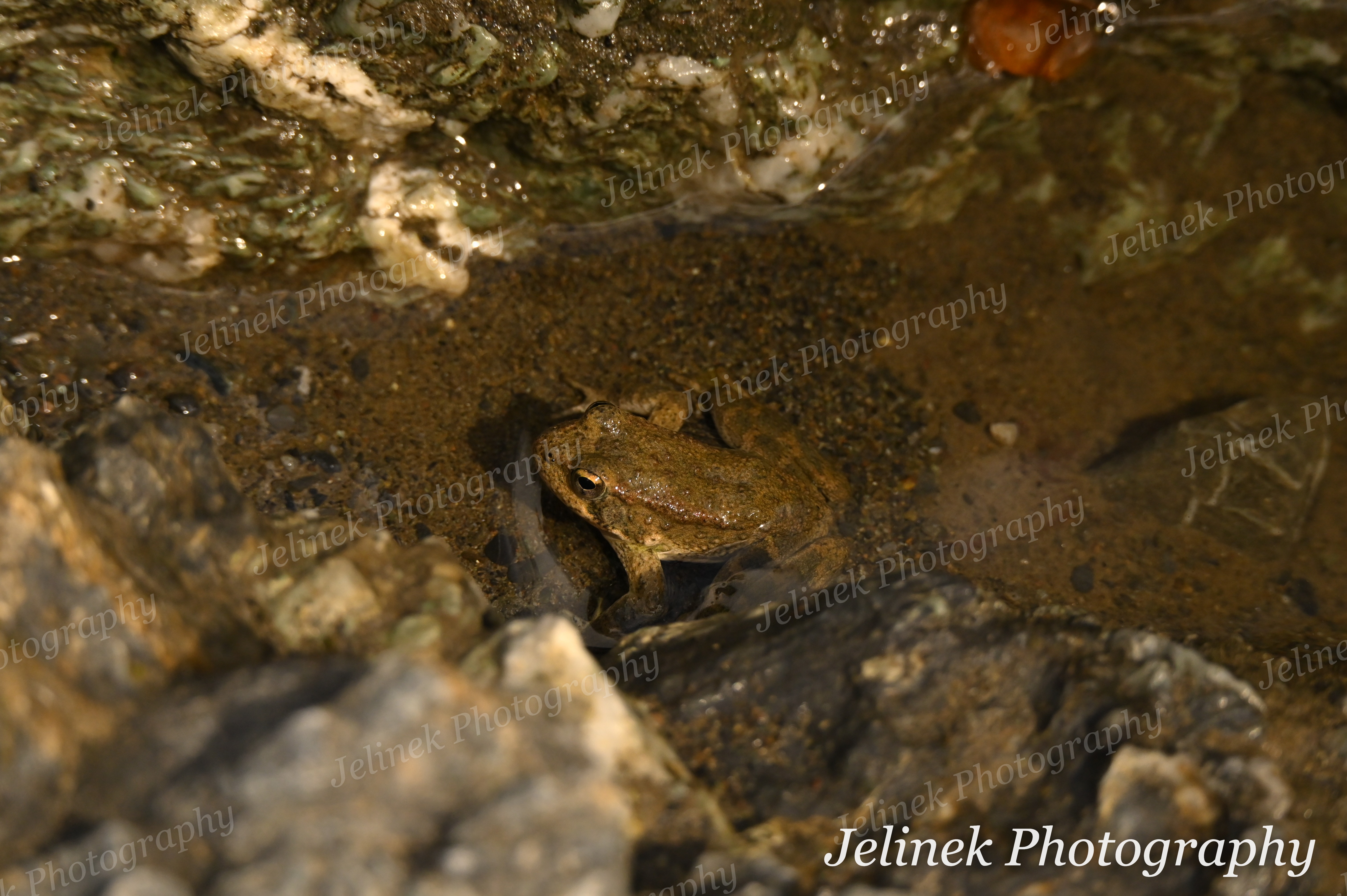 Pacific Chorus Frog #1