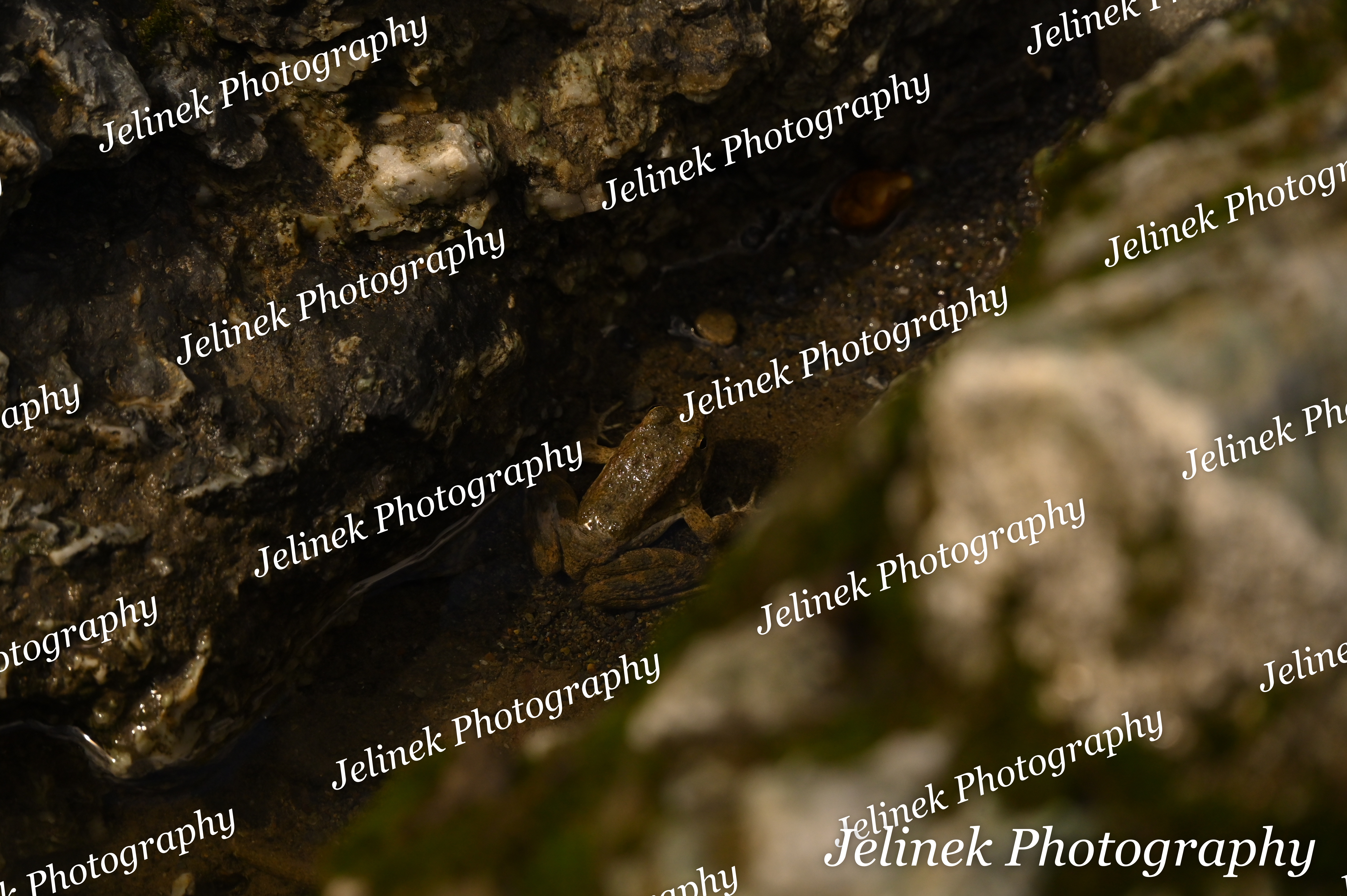 Pacific Chorus Frog #3