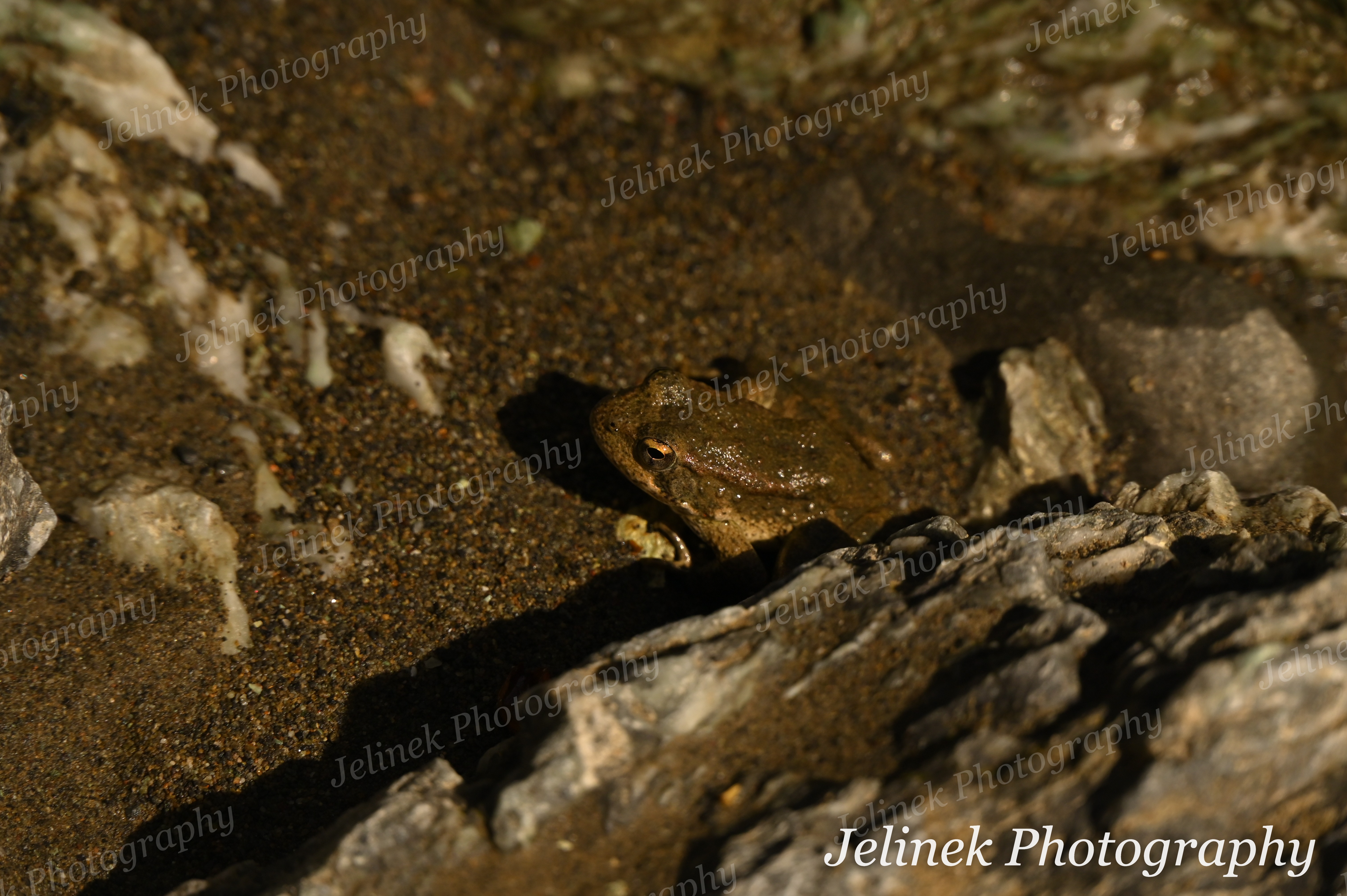 Pacific Chorus Frog #2