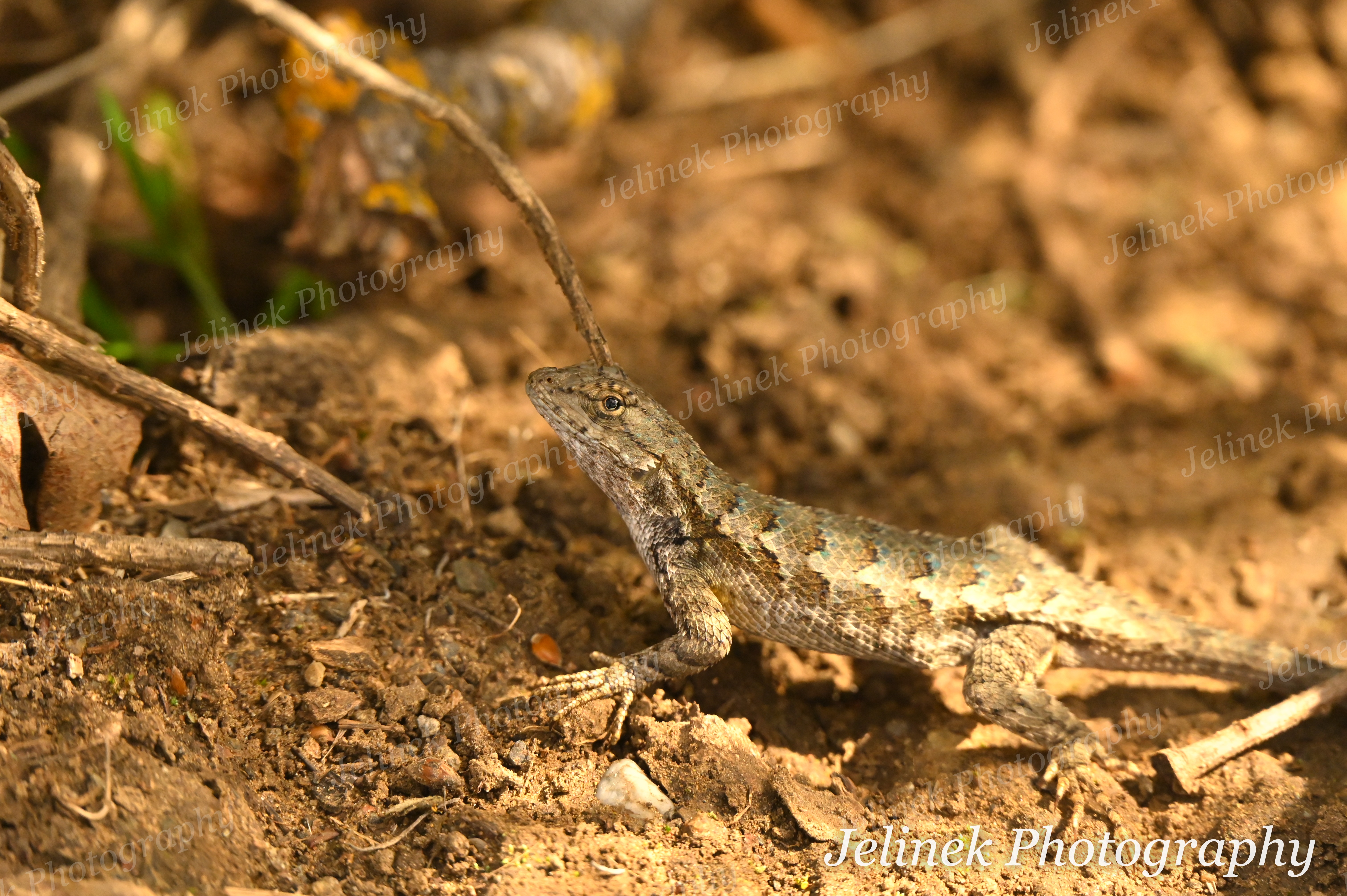 Western Fence Lizard #2