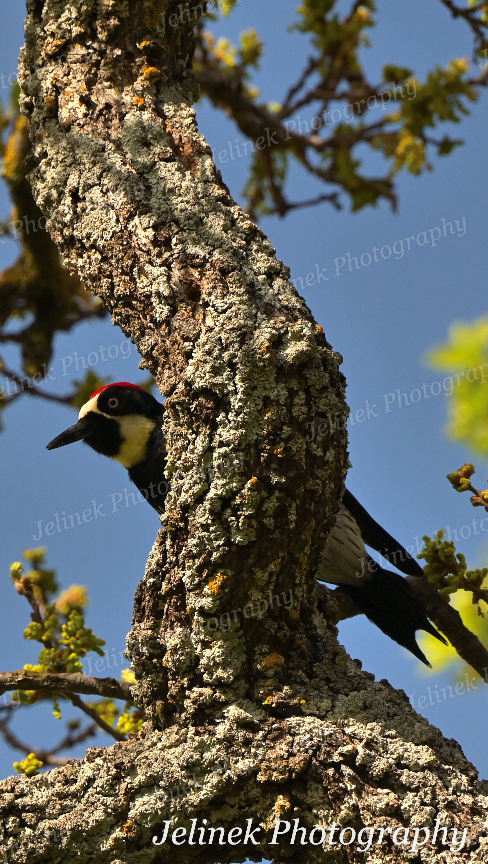 Woodpeckers