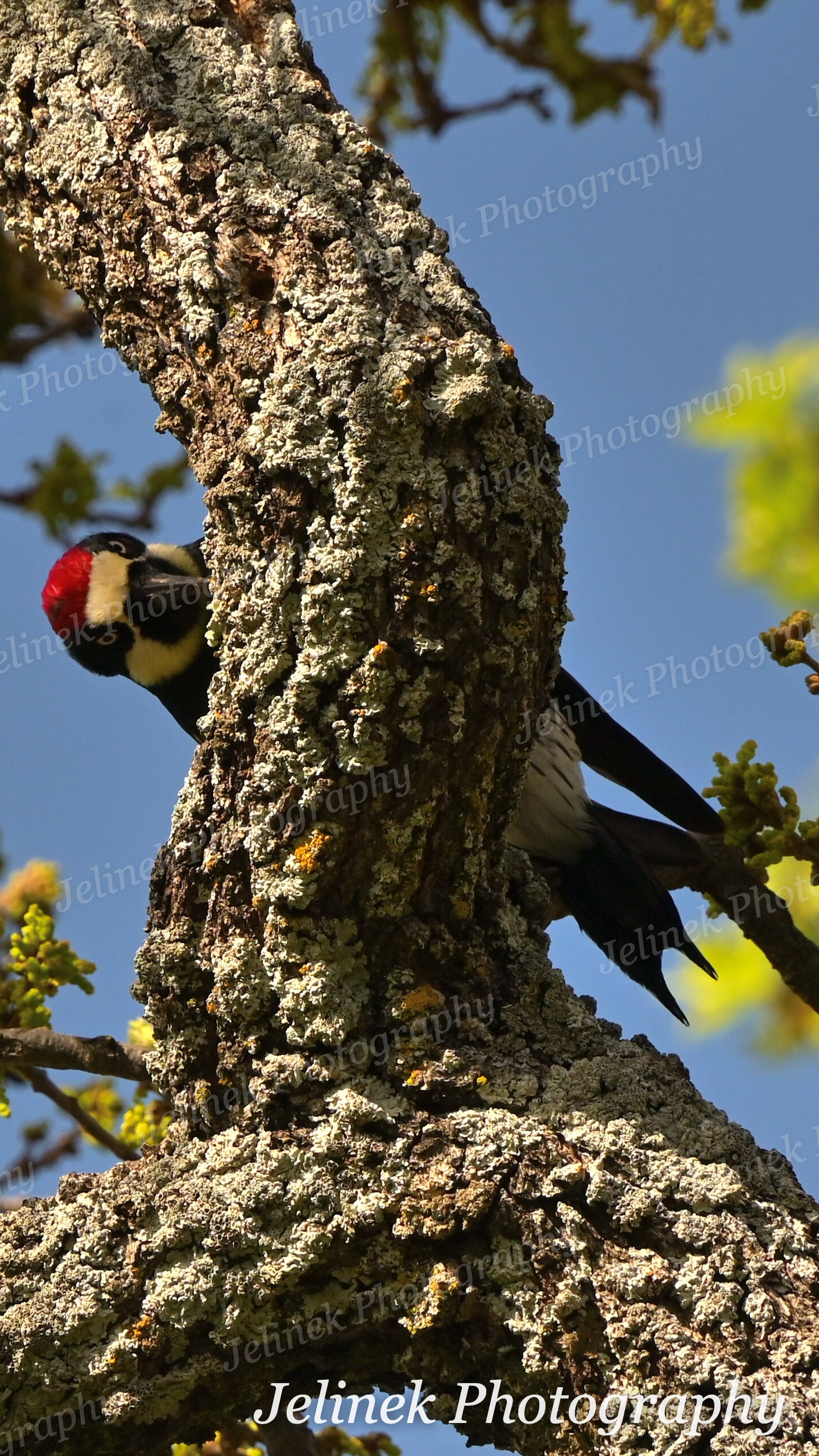 Acorn Woodpecker #1