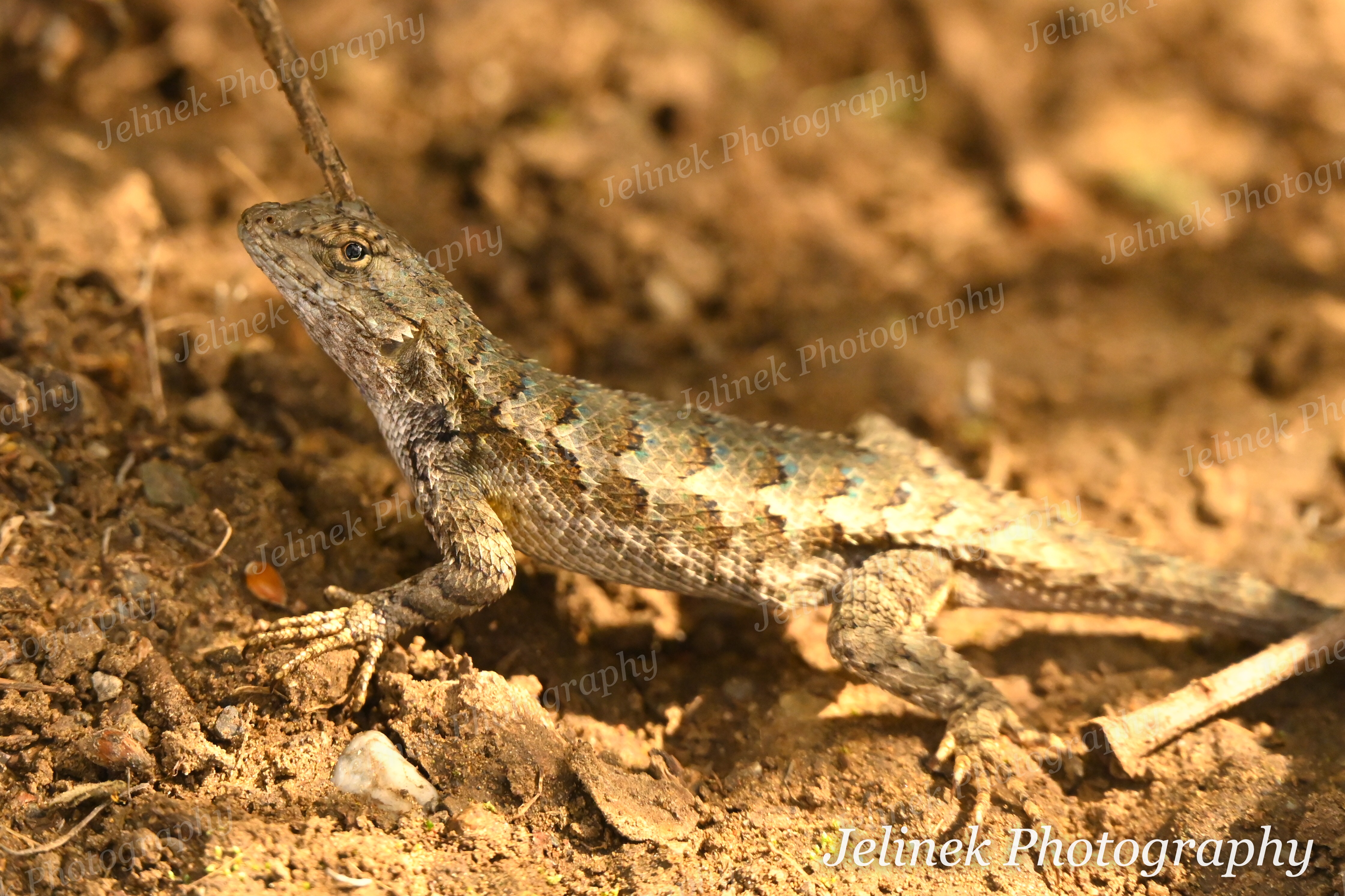 Western Fence Lizard #3