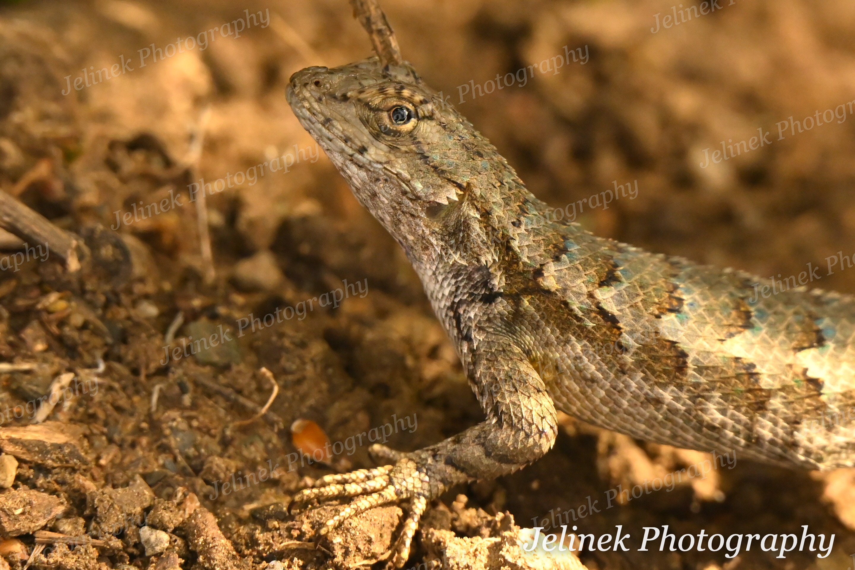 Western Fence Lizard #1
