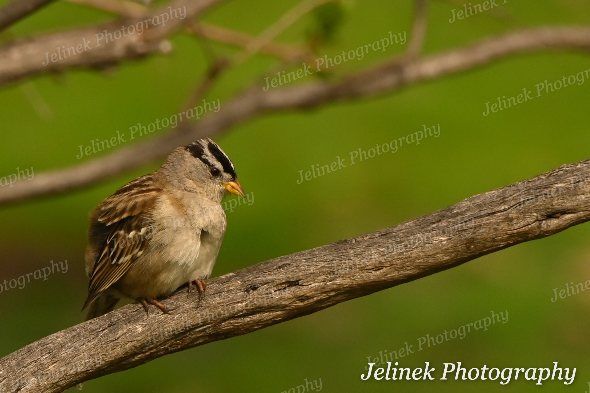 White Crowned Sparrow