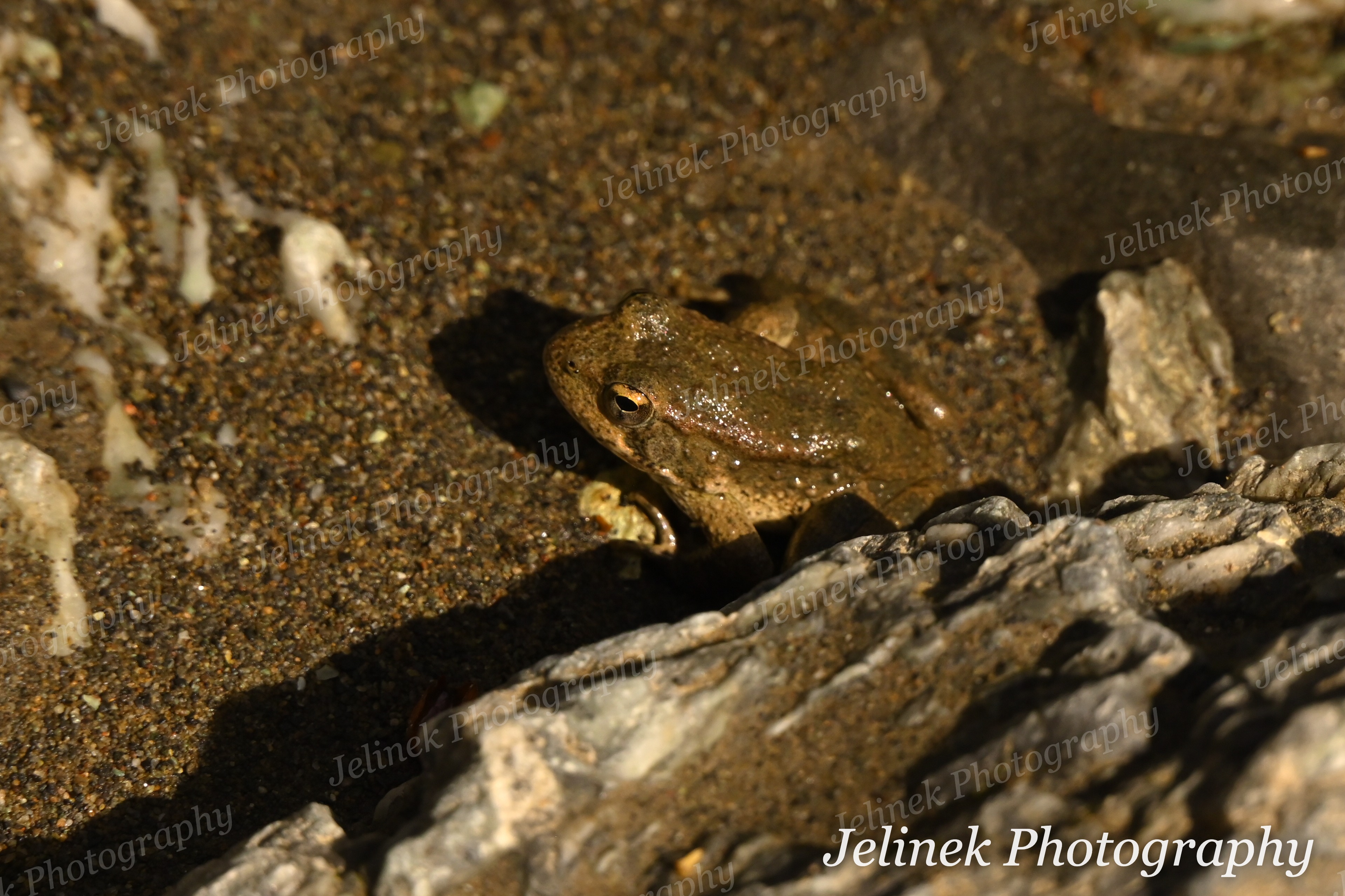Pacific Chorus Frog #4