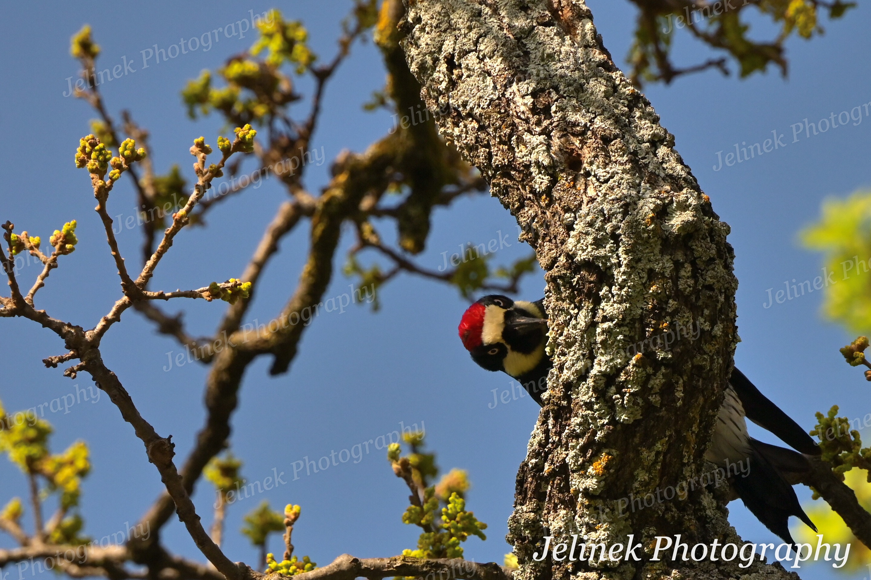 Acorn Woodpecker #11