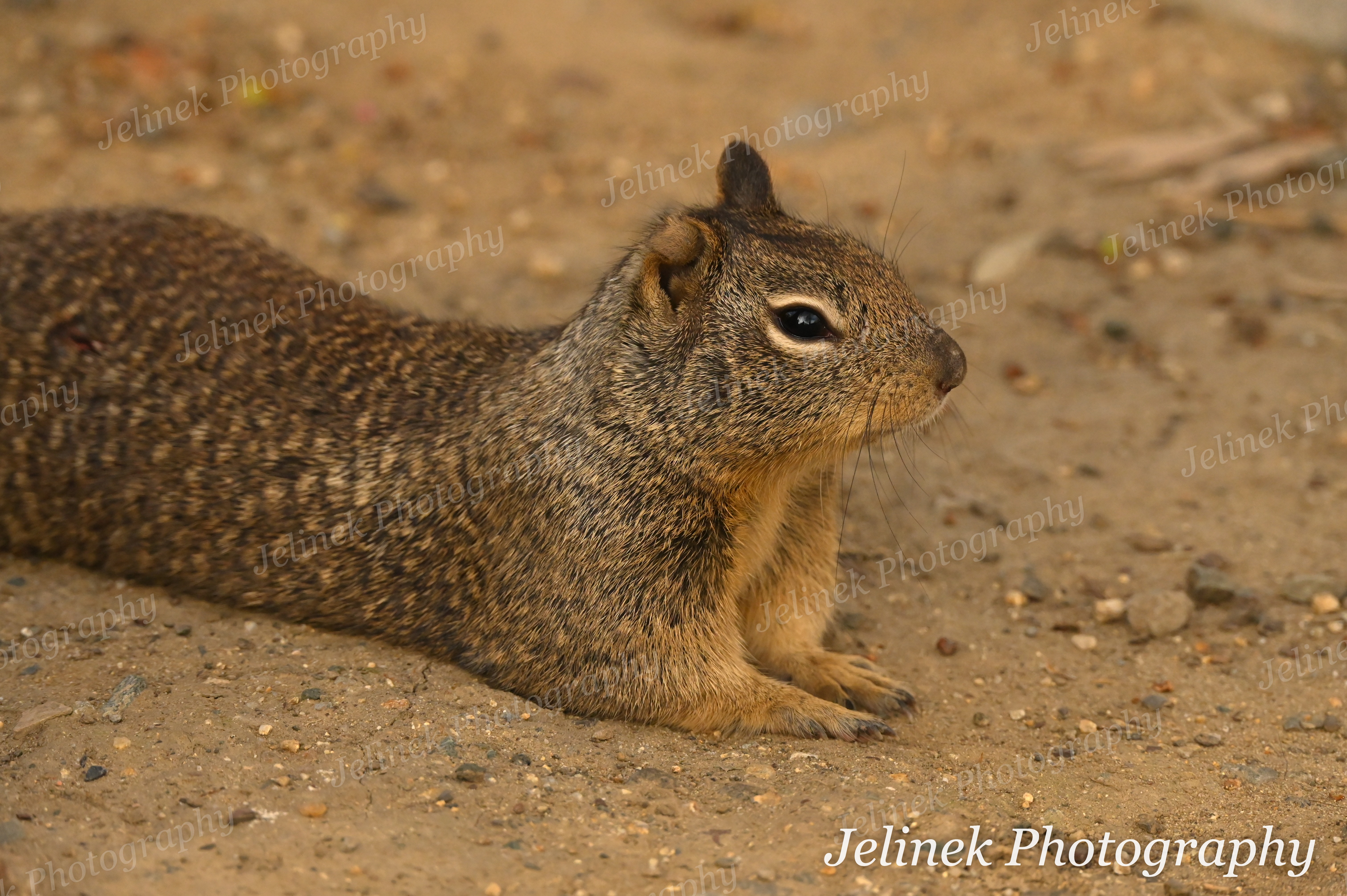 California Ground Squirrel #5