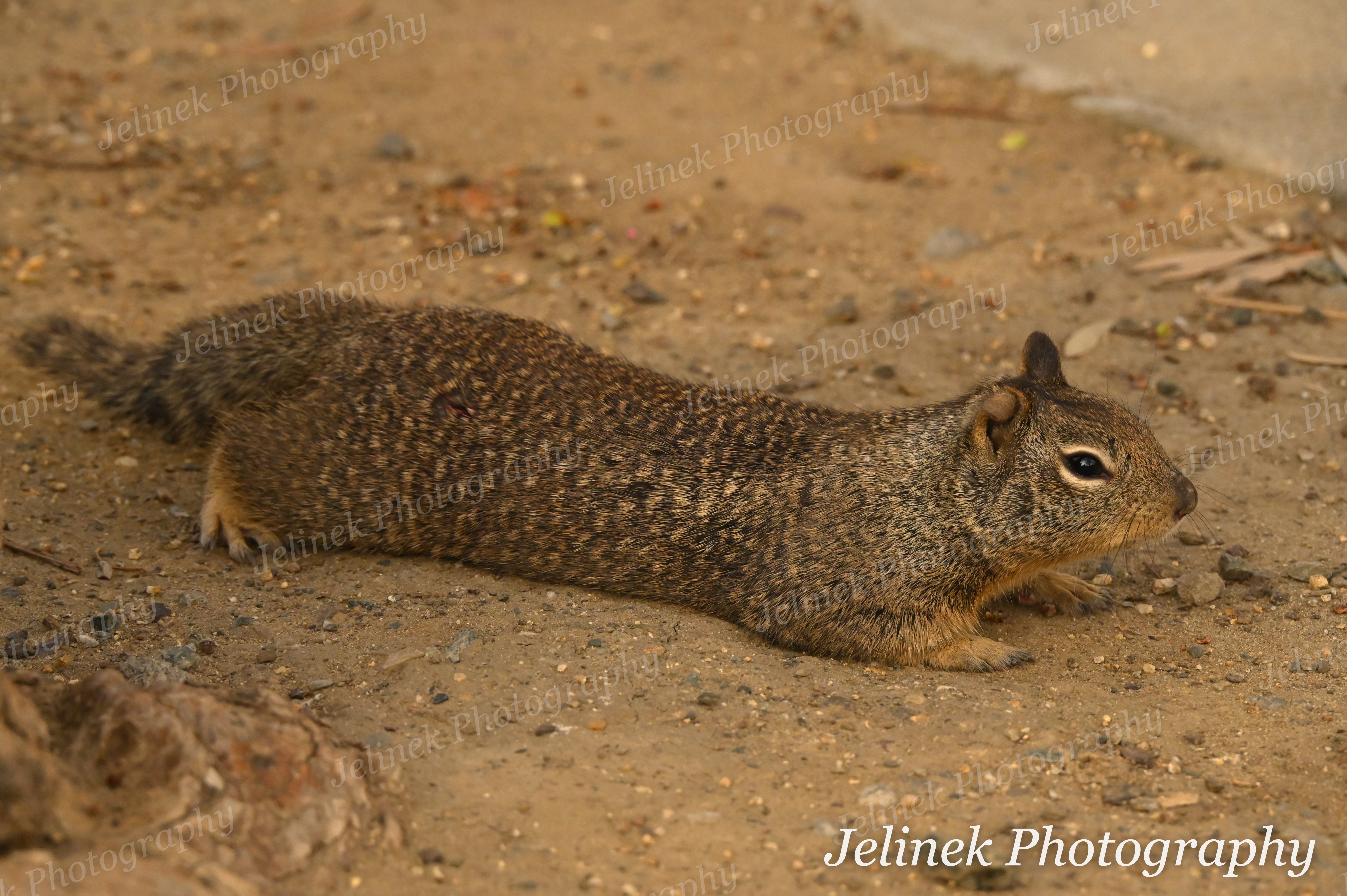 California Ground Squirrel #11