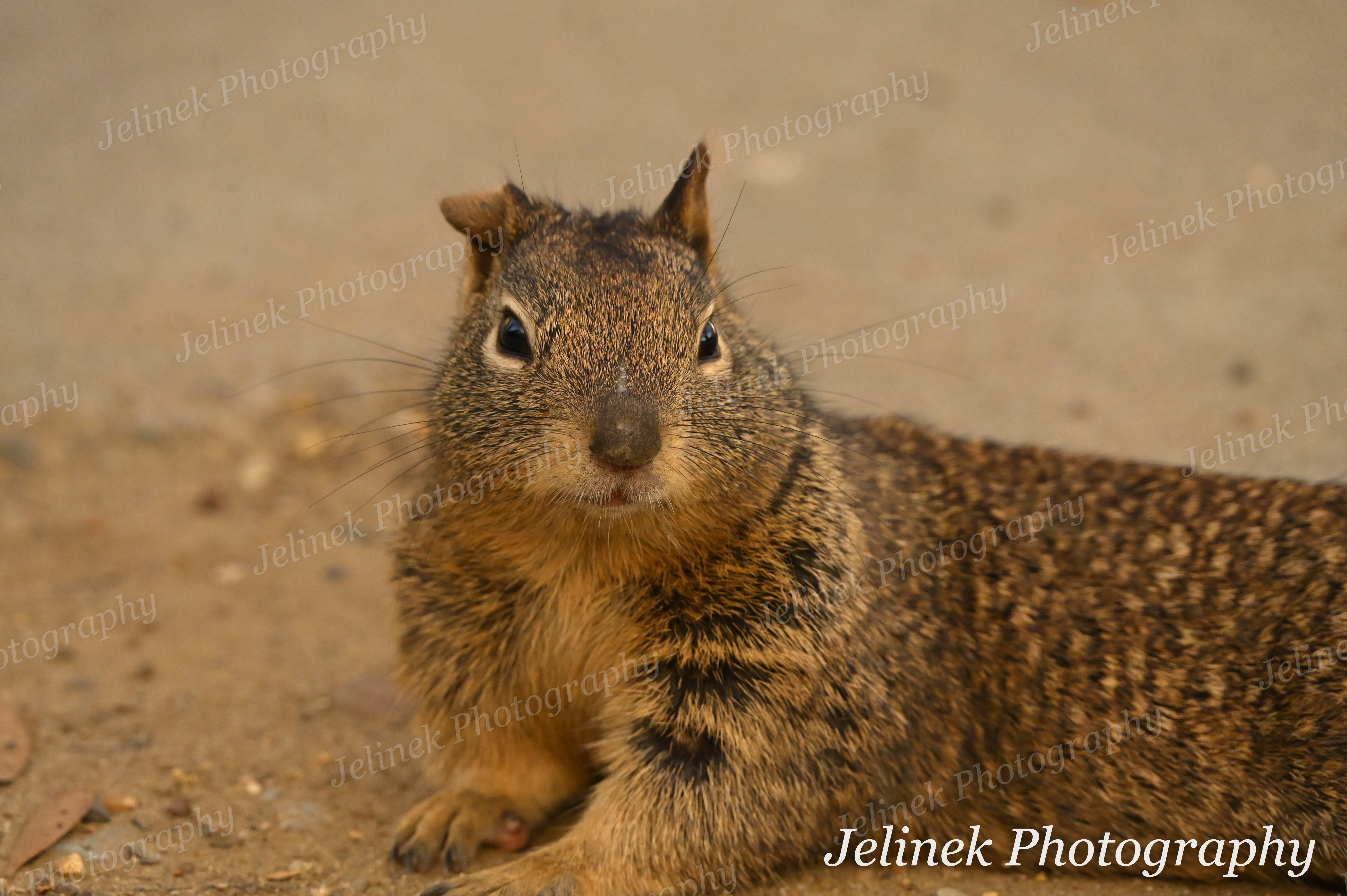 California Ground Squirrel