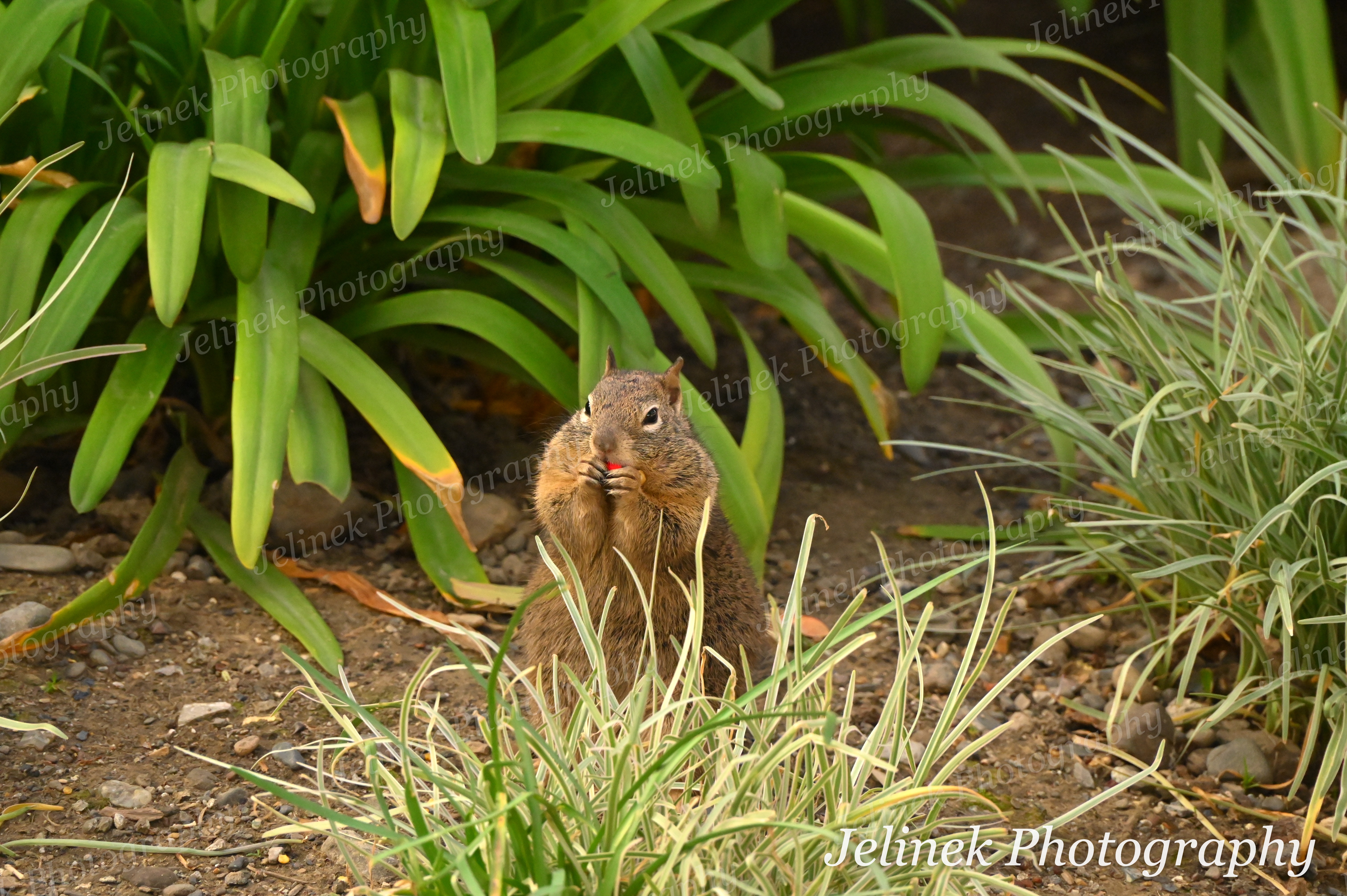 California Ground Squirrel #14