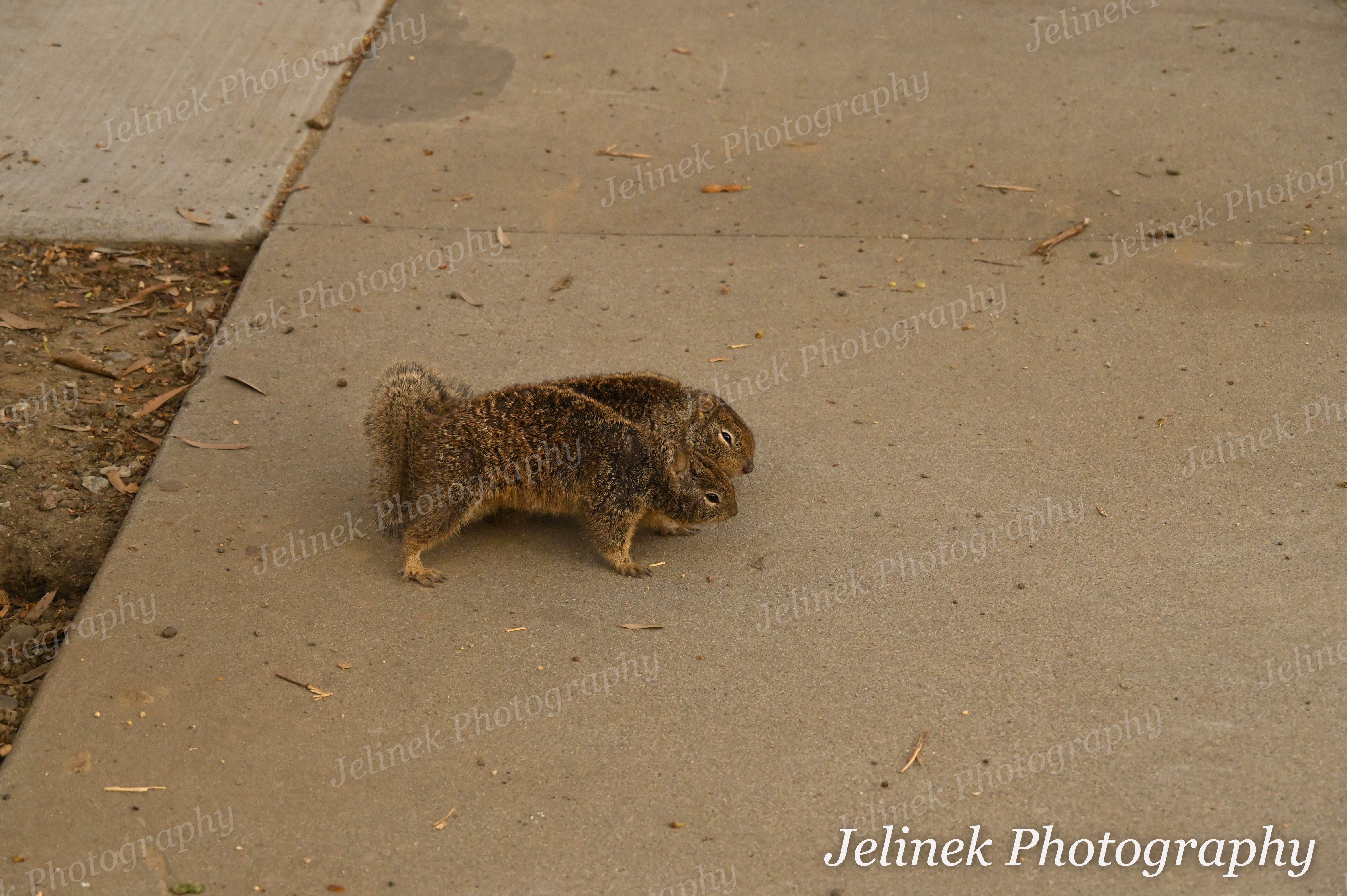 California Ground Squirrel #4