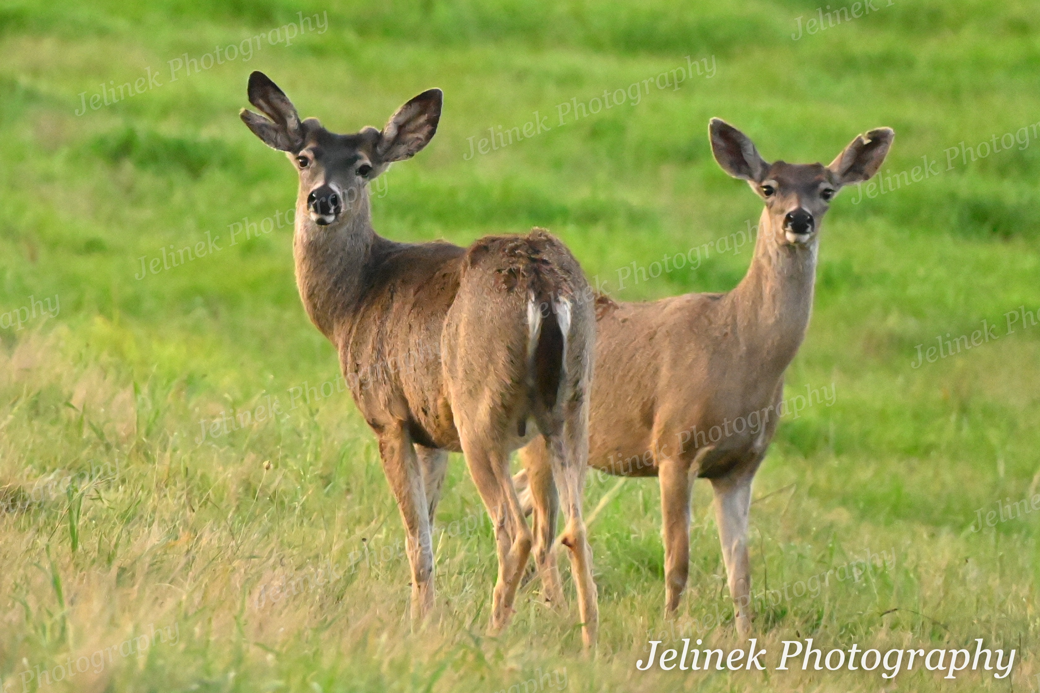 Mule Deer #4