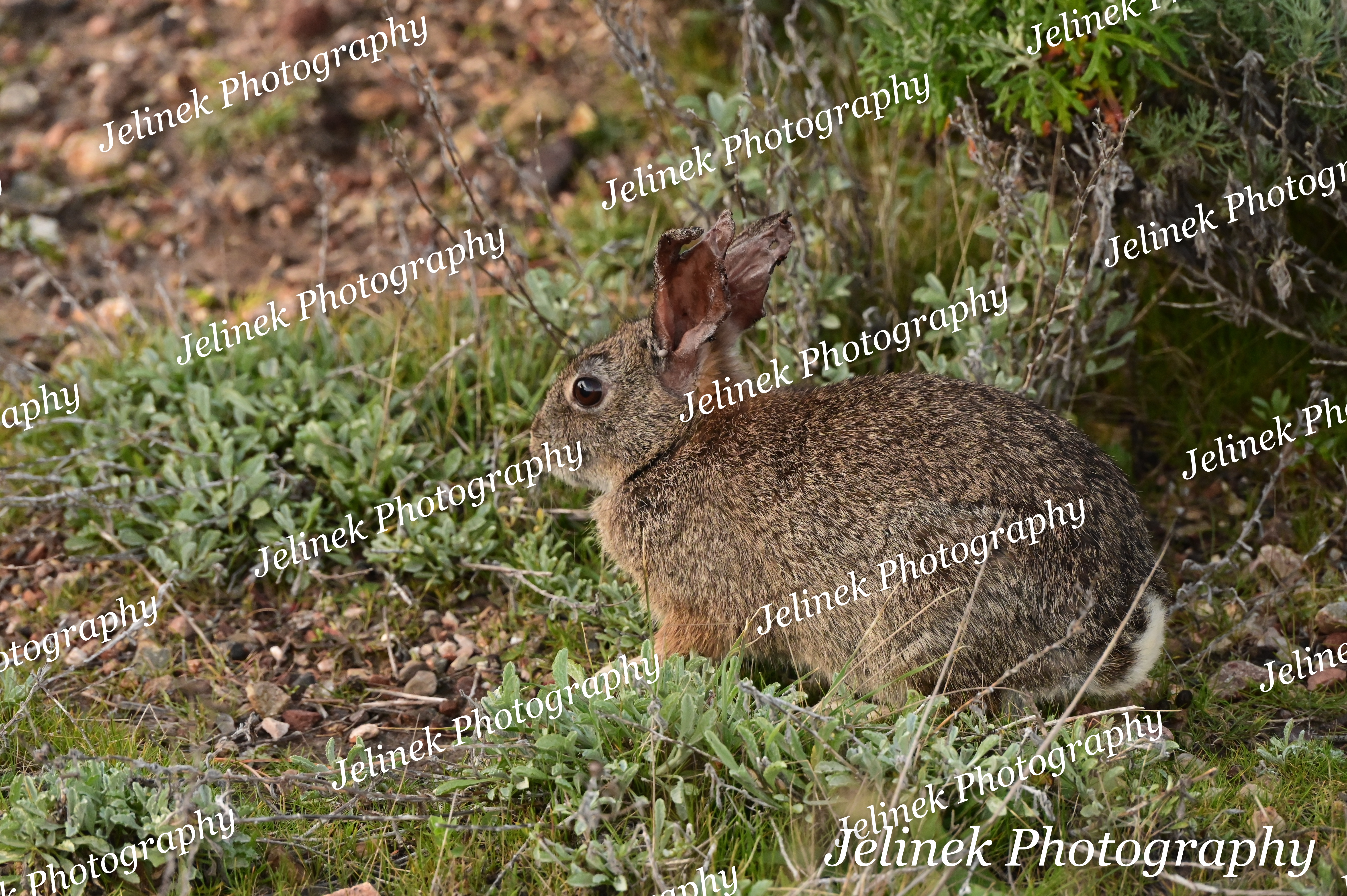 Desert Cotton-Tail Rabbit #4