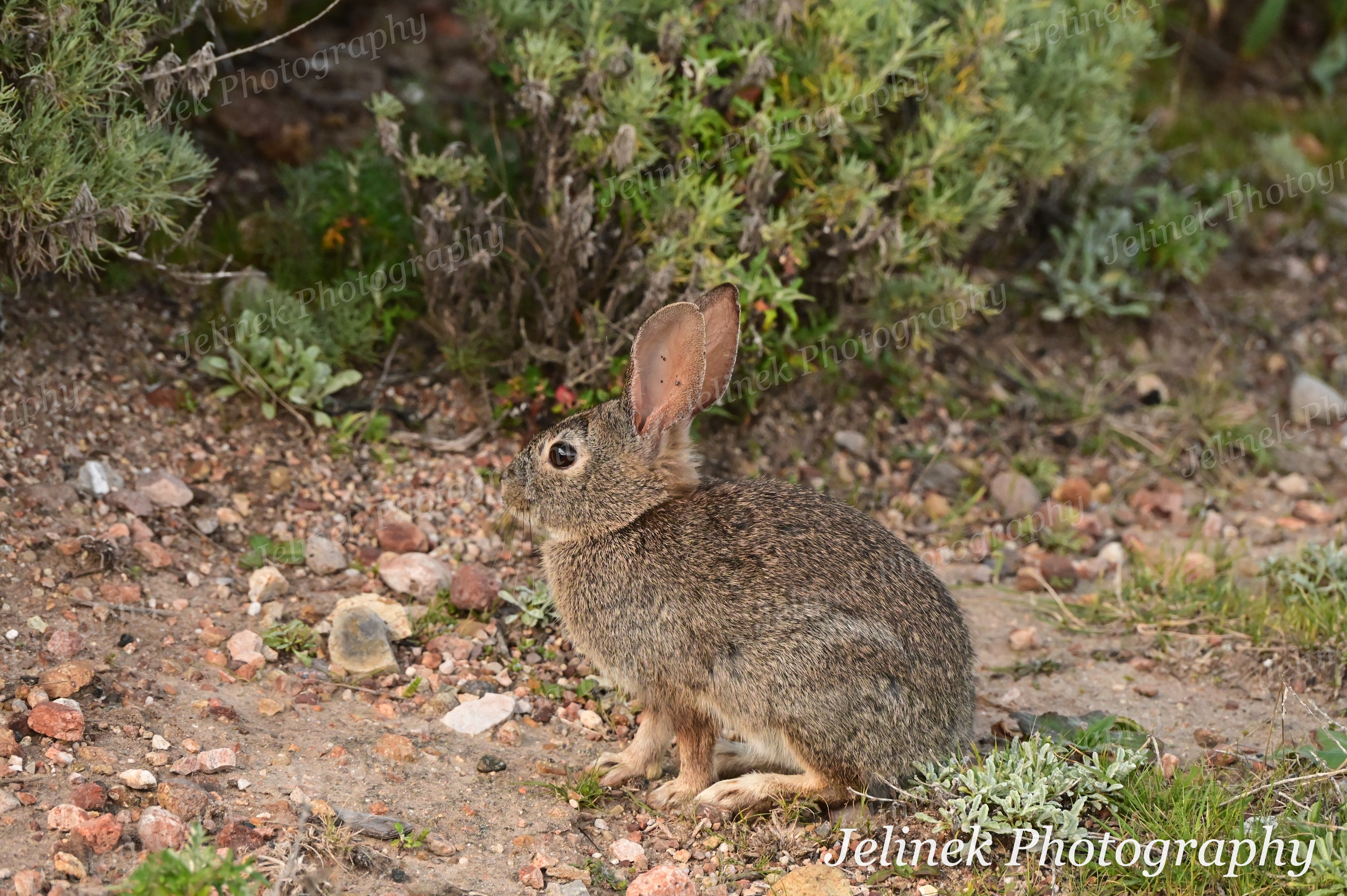 Desert Cotton-Tail Rabbit