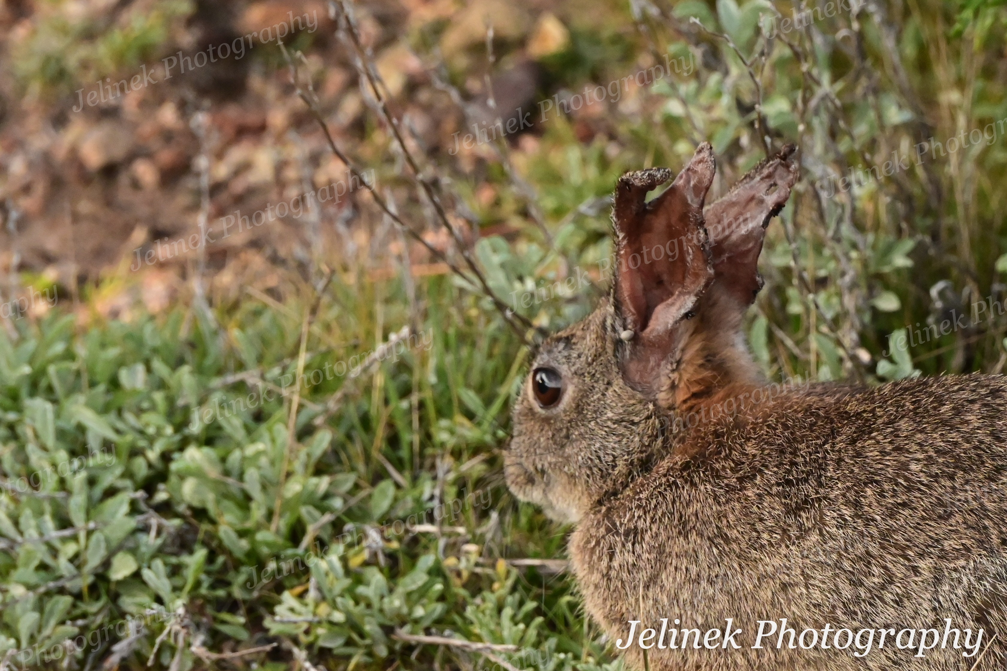 Desert Cotton-Tail Rabbit #2