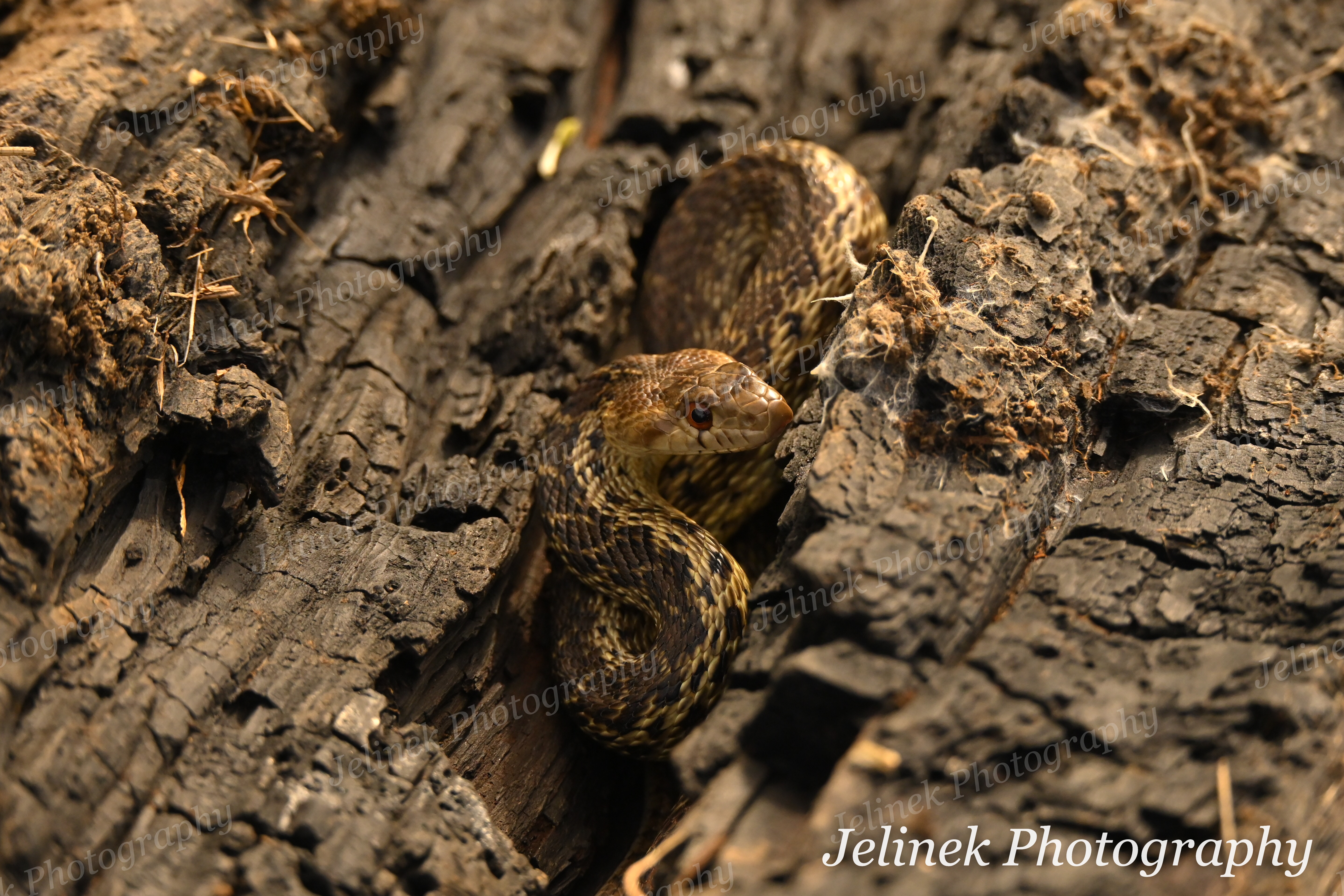 Gopher Snake #4
