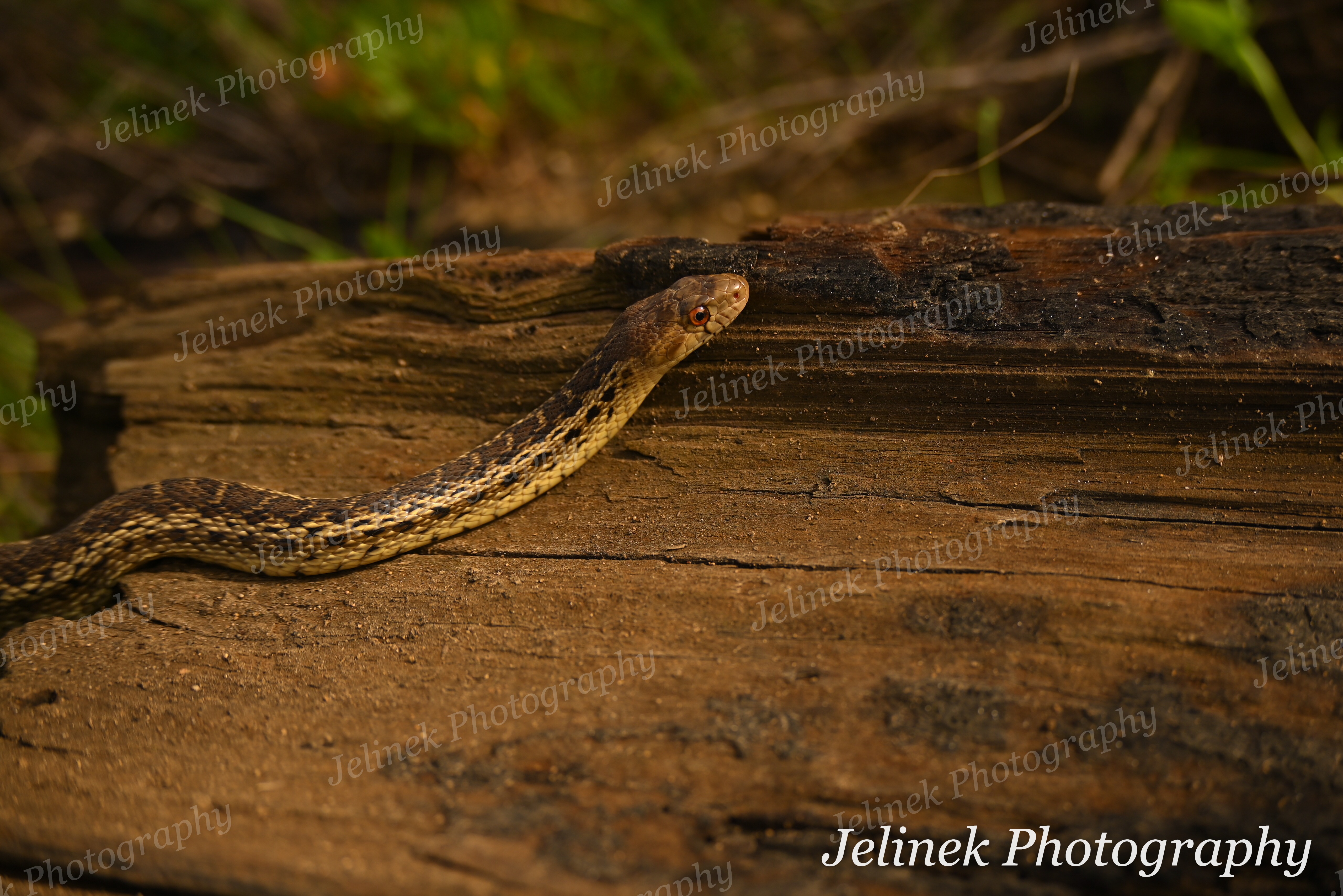 Gopher Snake #2