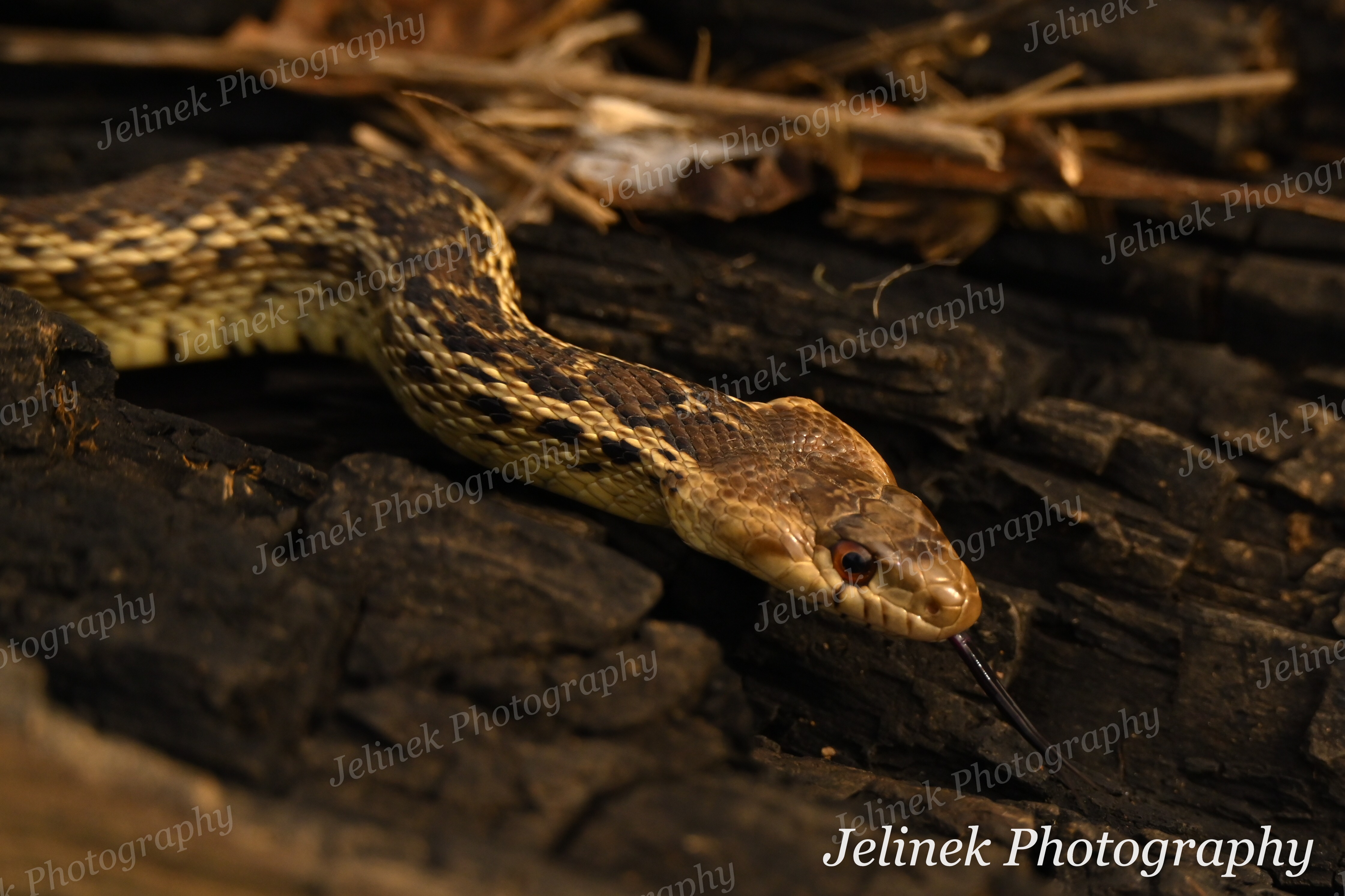 Gopher Snake #1