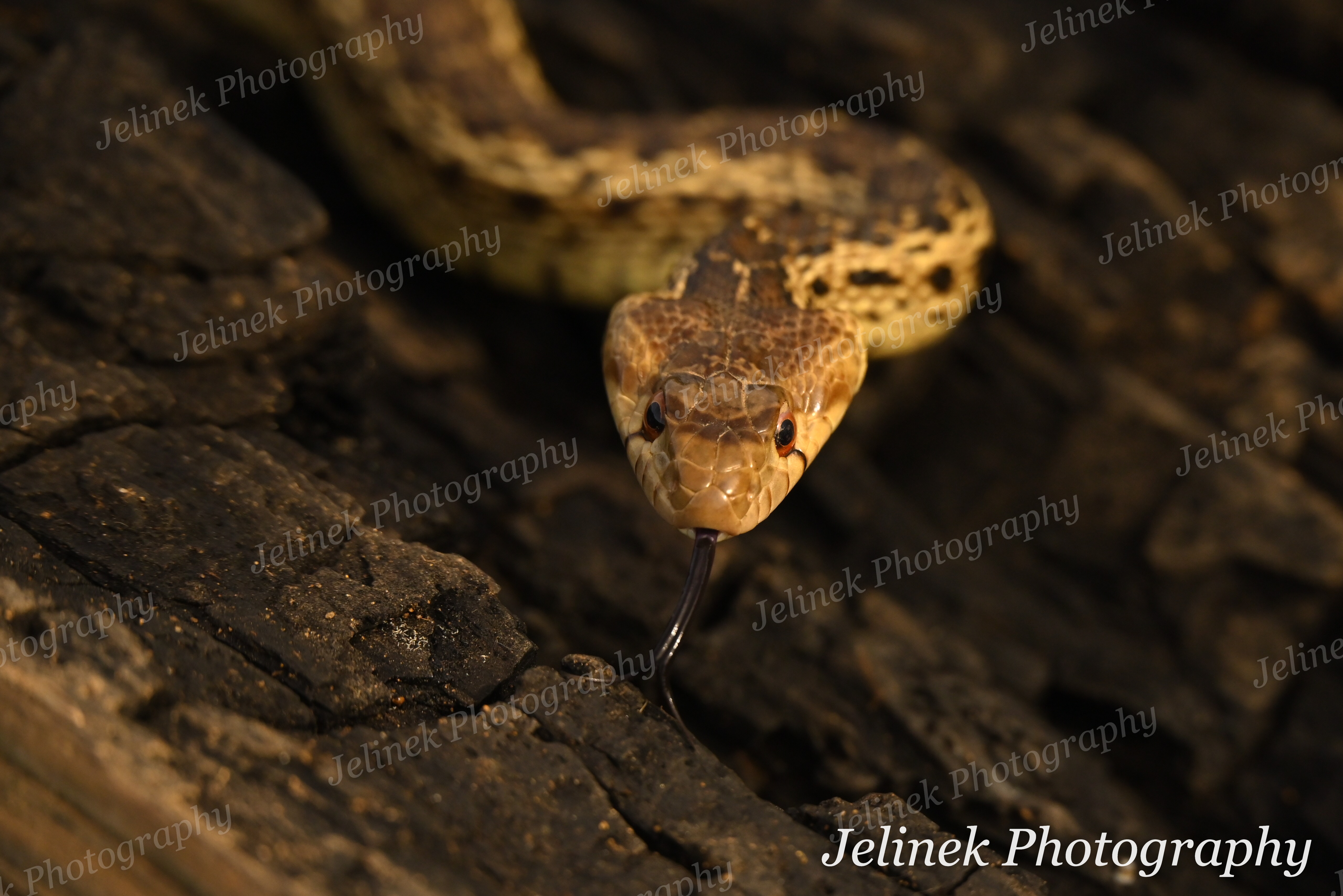 Gopher Snake #6