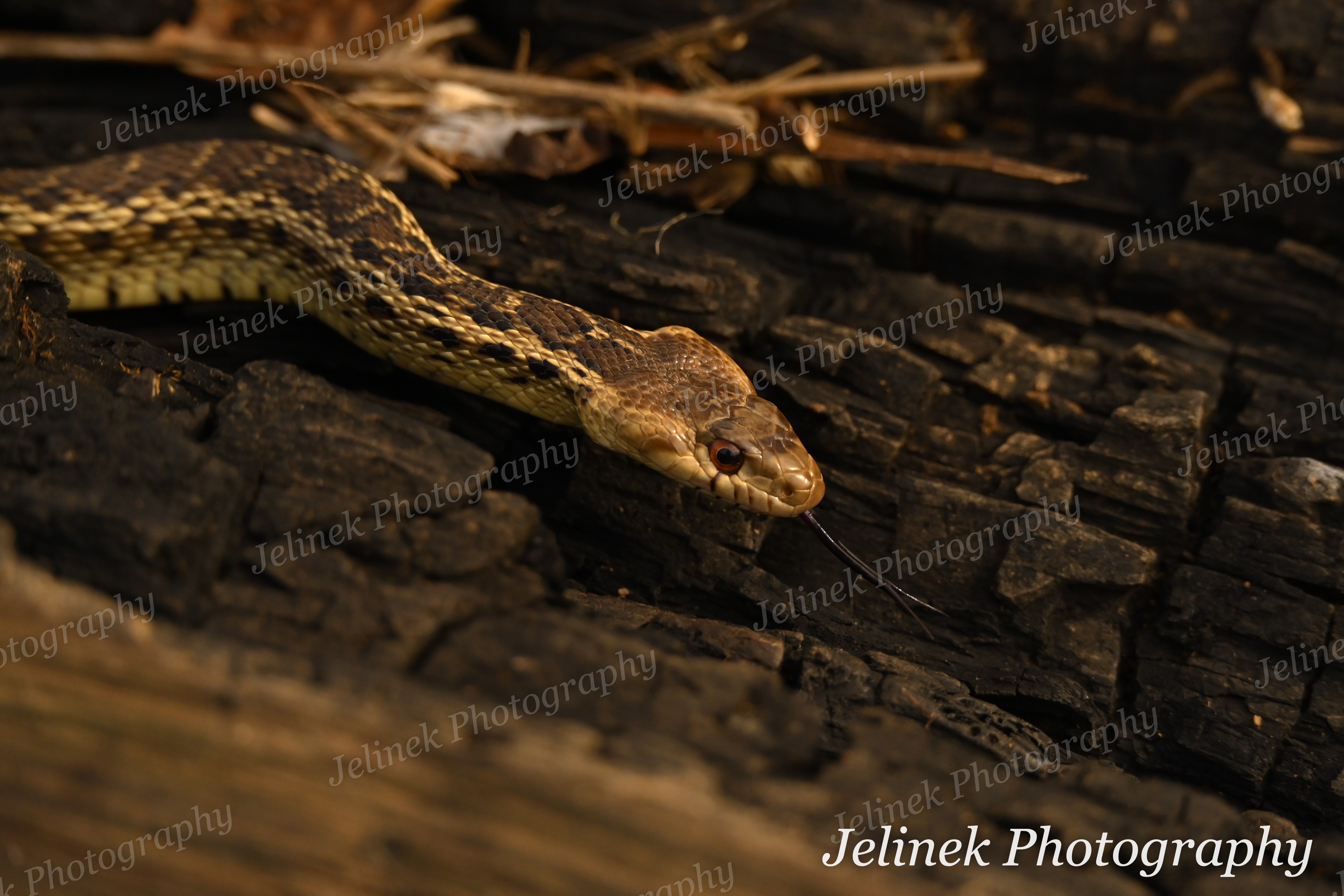 Gopher Snake #5