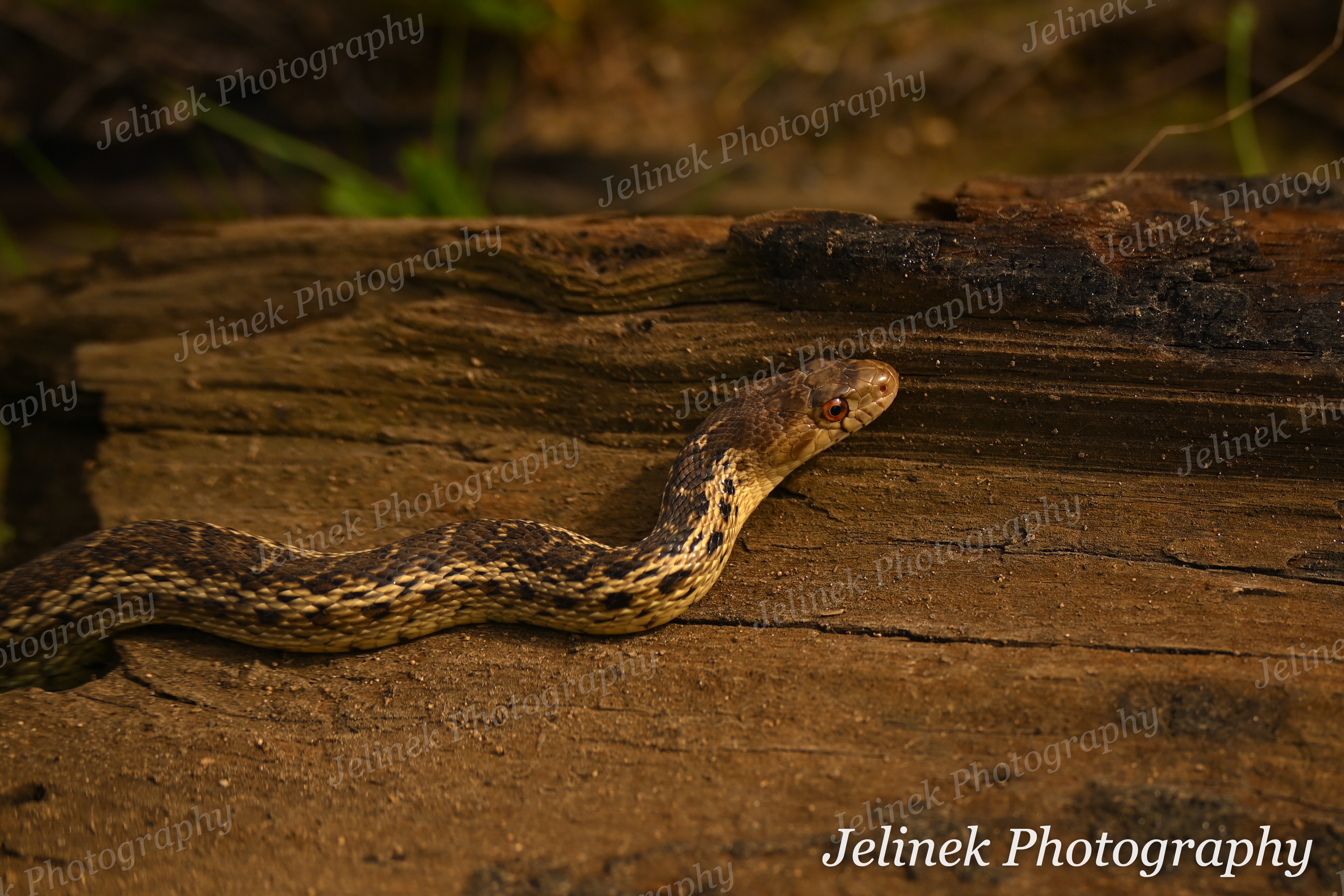 Gopher Snake #3
