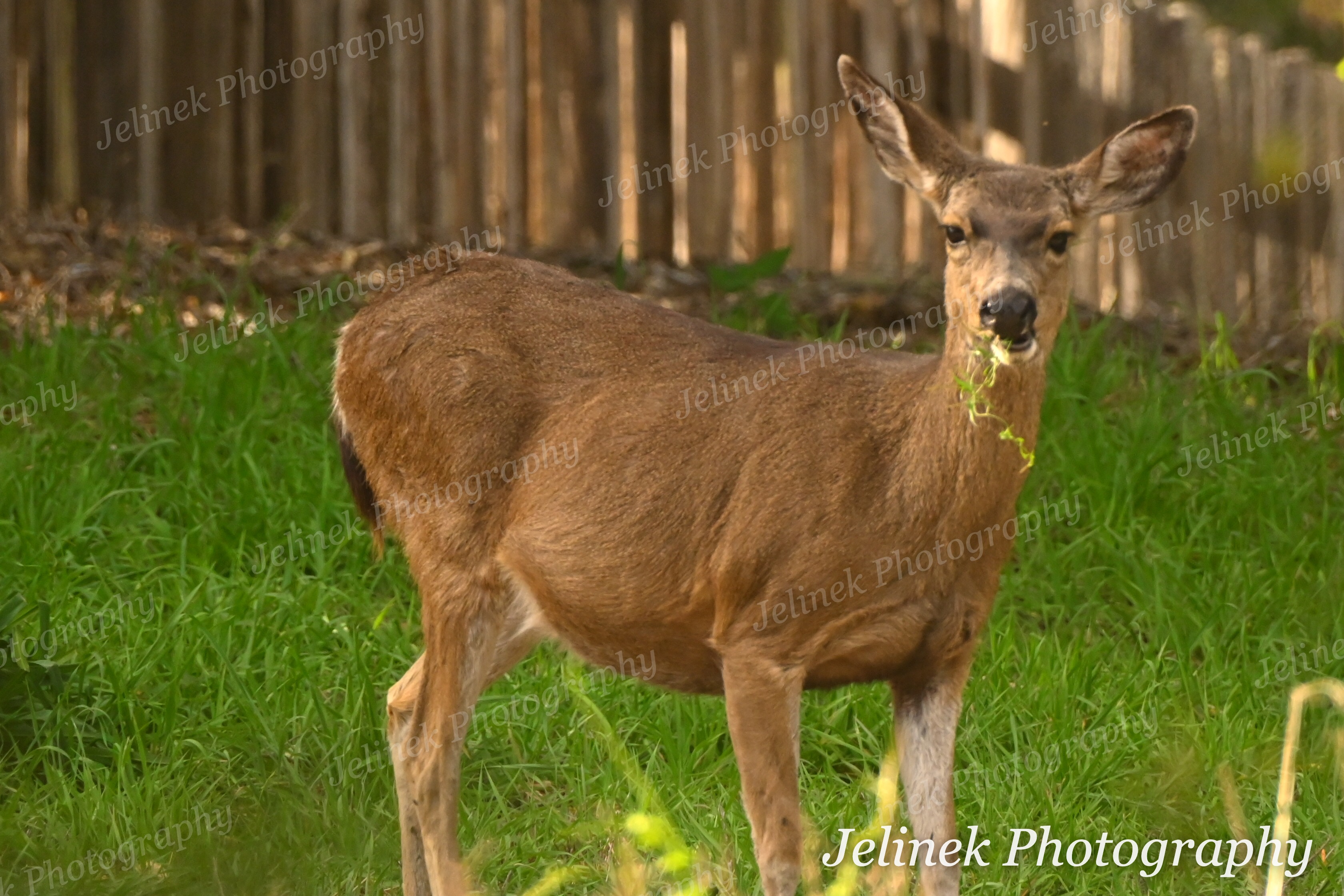 Mule Deer #1