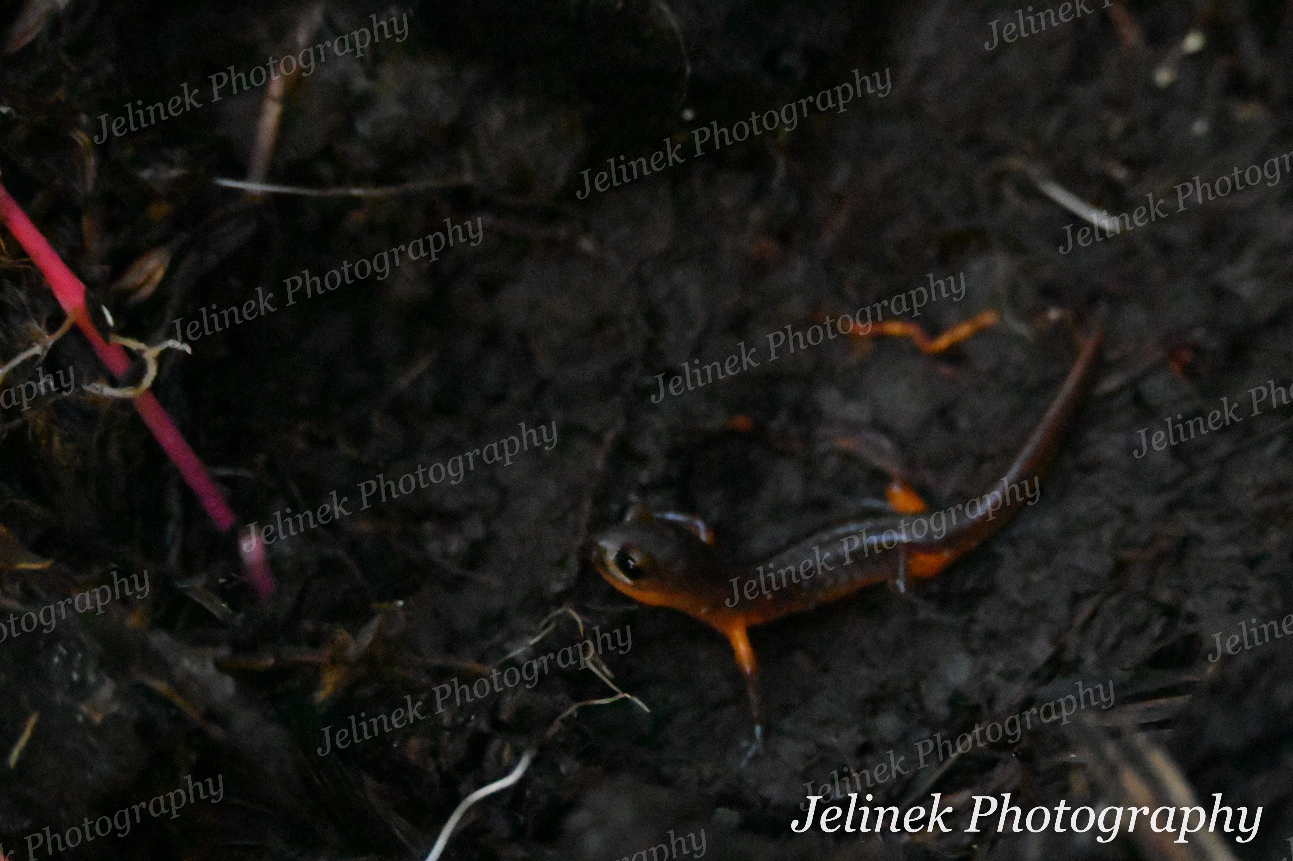 Yellow Eyed Ensatina #4