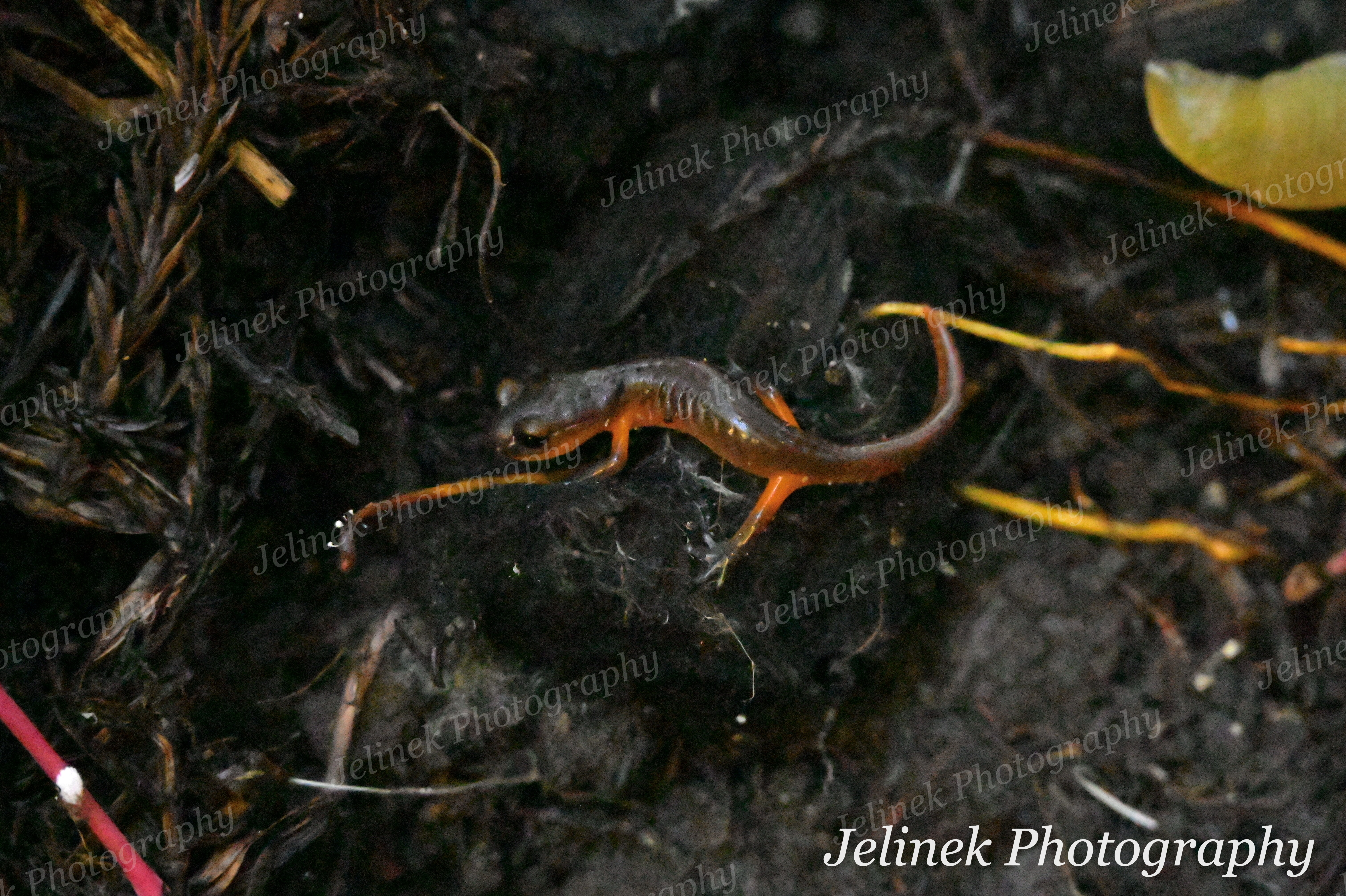 Yellow Eyed Ensatina #3