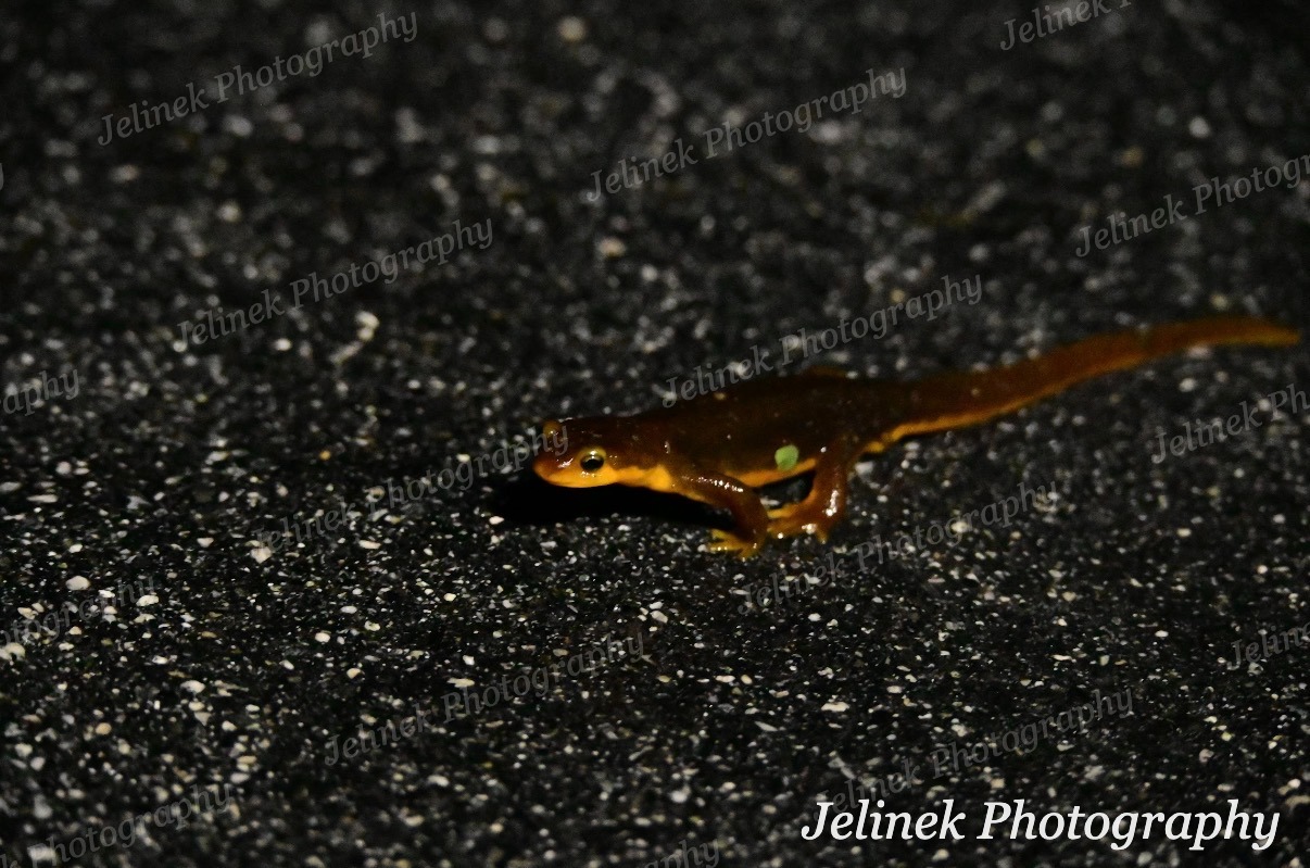 California Newt #3