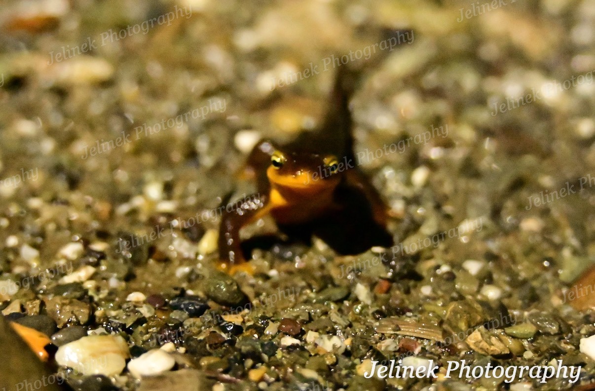 California Newt #2