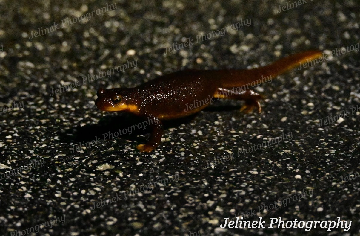 California Newt #1