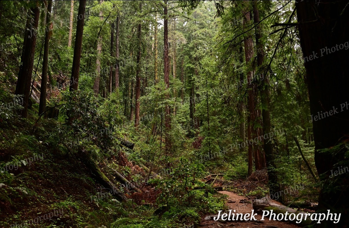Santa Cruz Forest #2